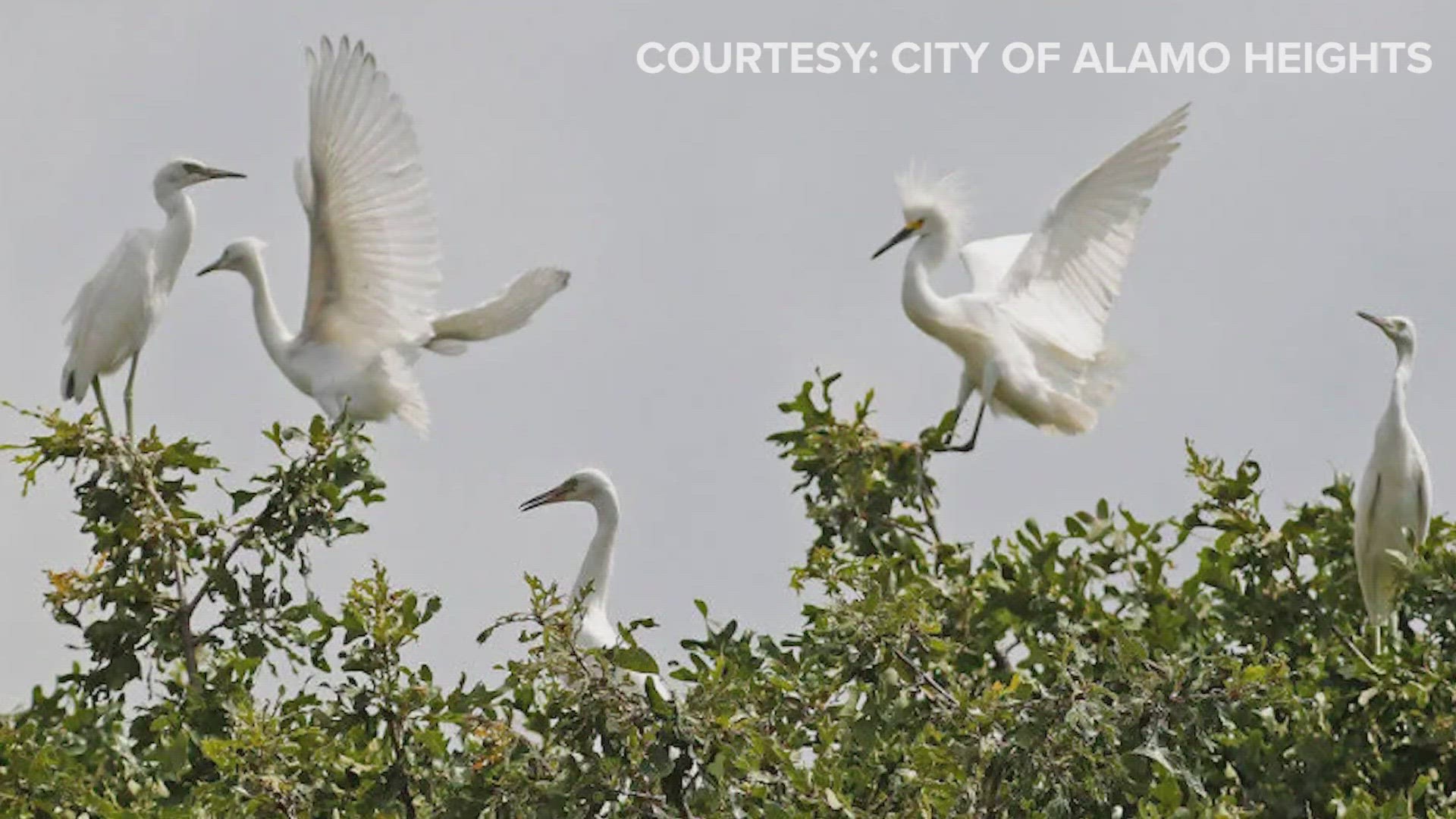 The leaders say these birds are causing problems for homeowners.