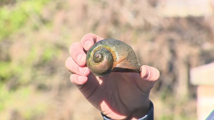Invasive species Apple snails, and odd trash items continue to be found in the San Antonio River