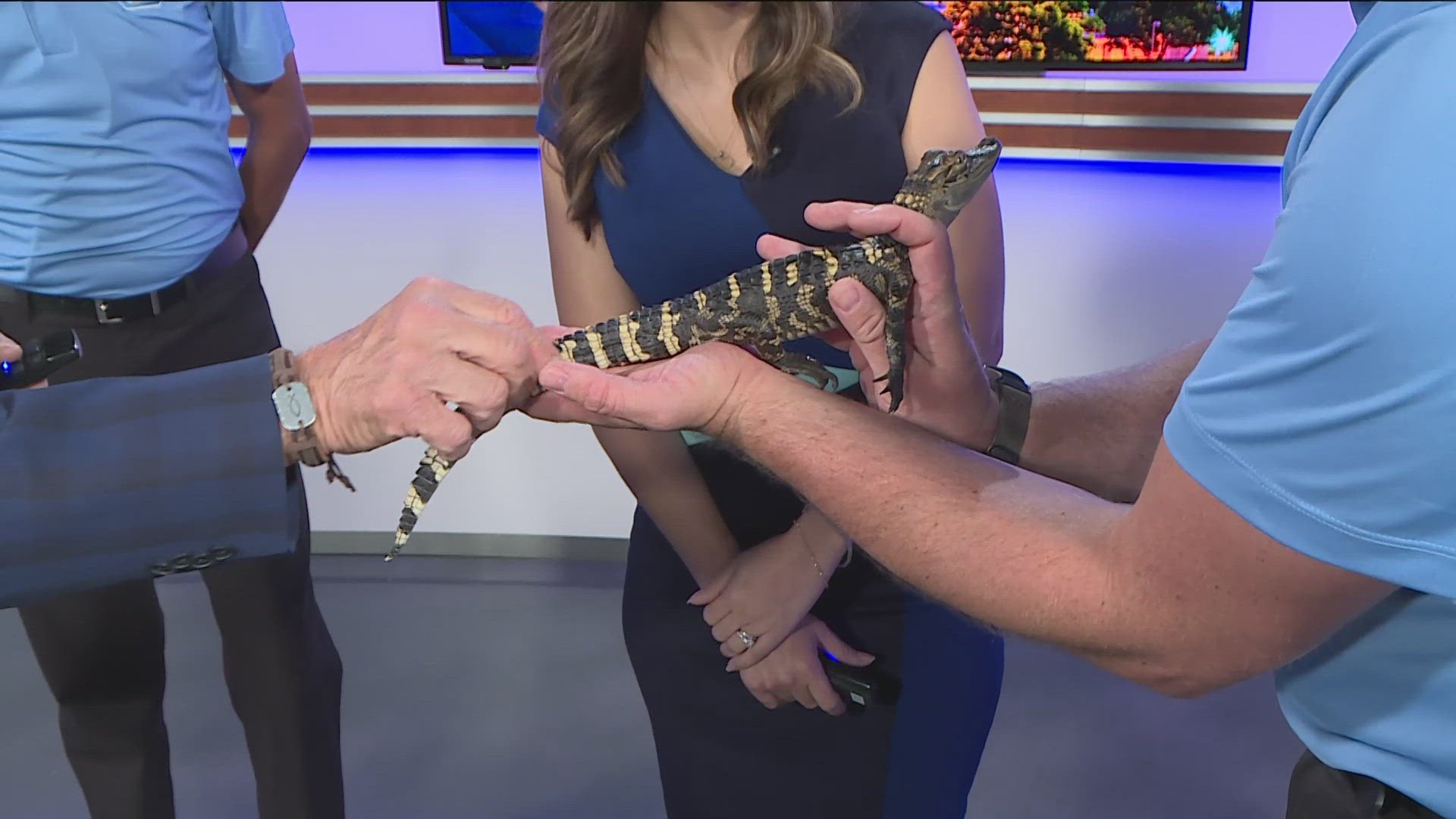 Your kids can meet possums, armadillos, even alligators!