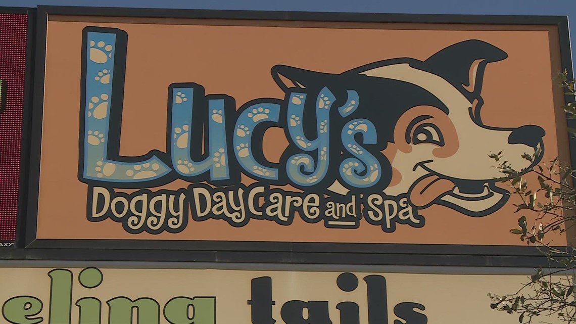 Big turnout of pet owners and their pooches at Lucy's Doggy Daycare's