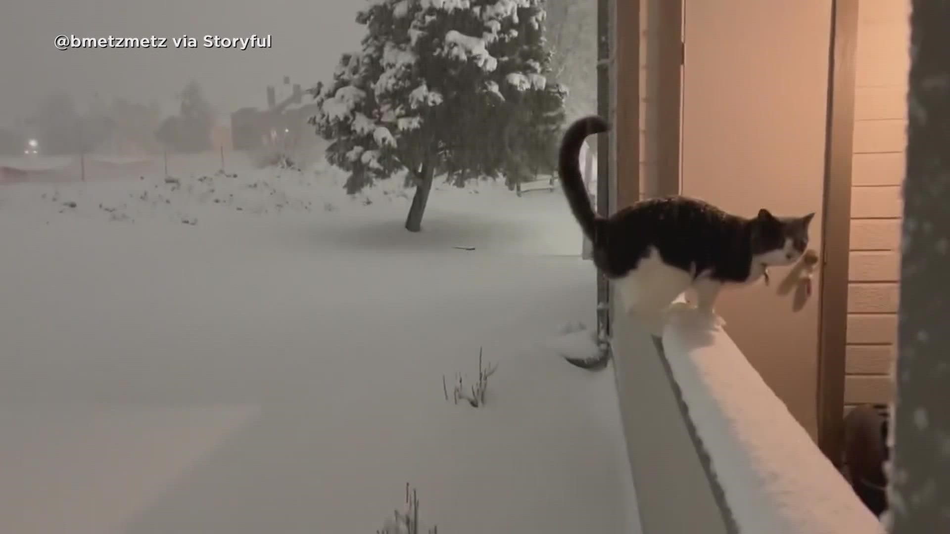 Video shows cat not loving the snow in Colorado