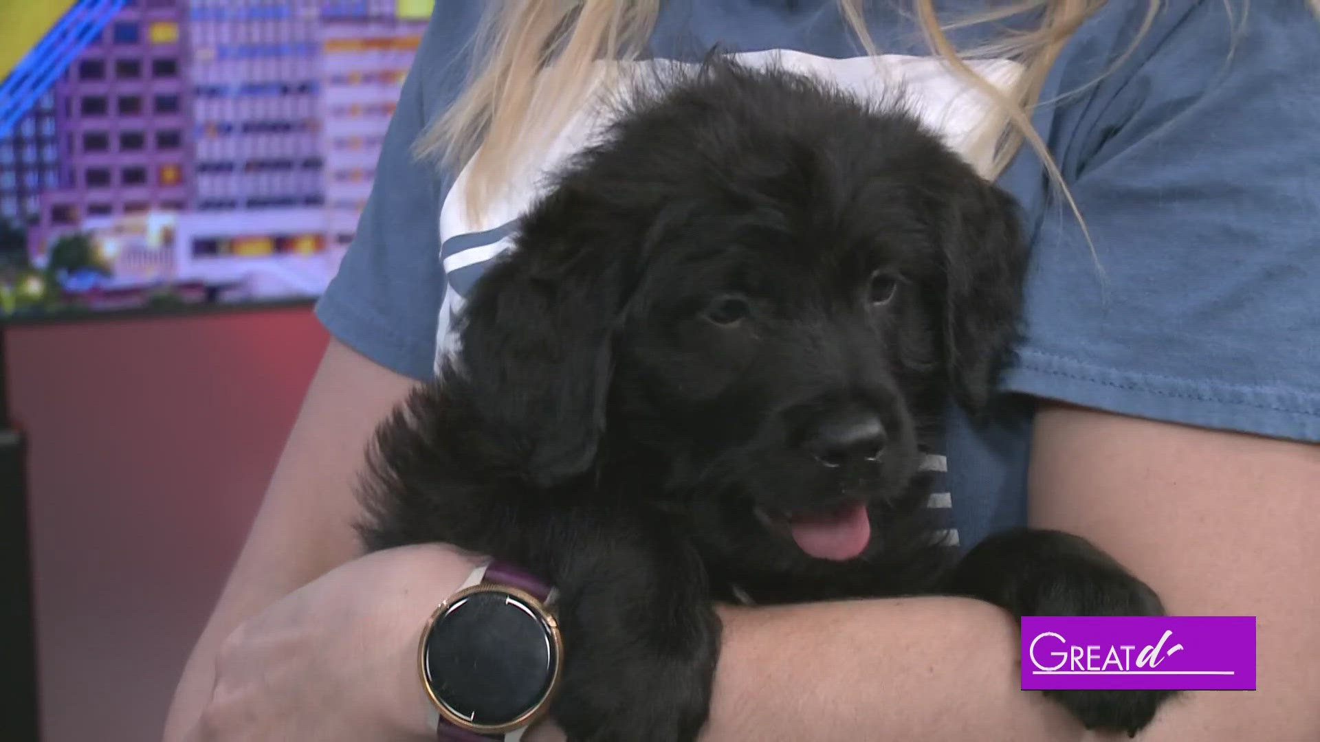 Footbridge Foundation brings in a cute puppy ready to find her forever family. 