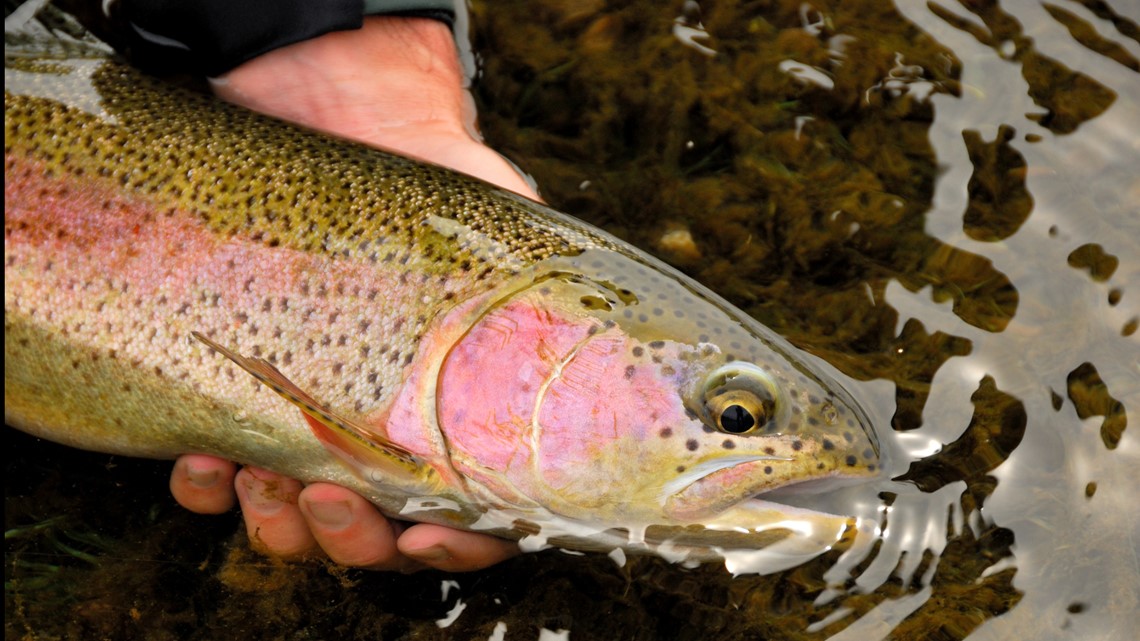 Kerrville Park To Be Stocked With Rainbow Trout 