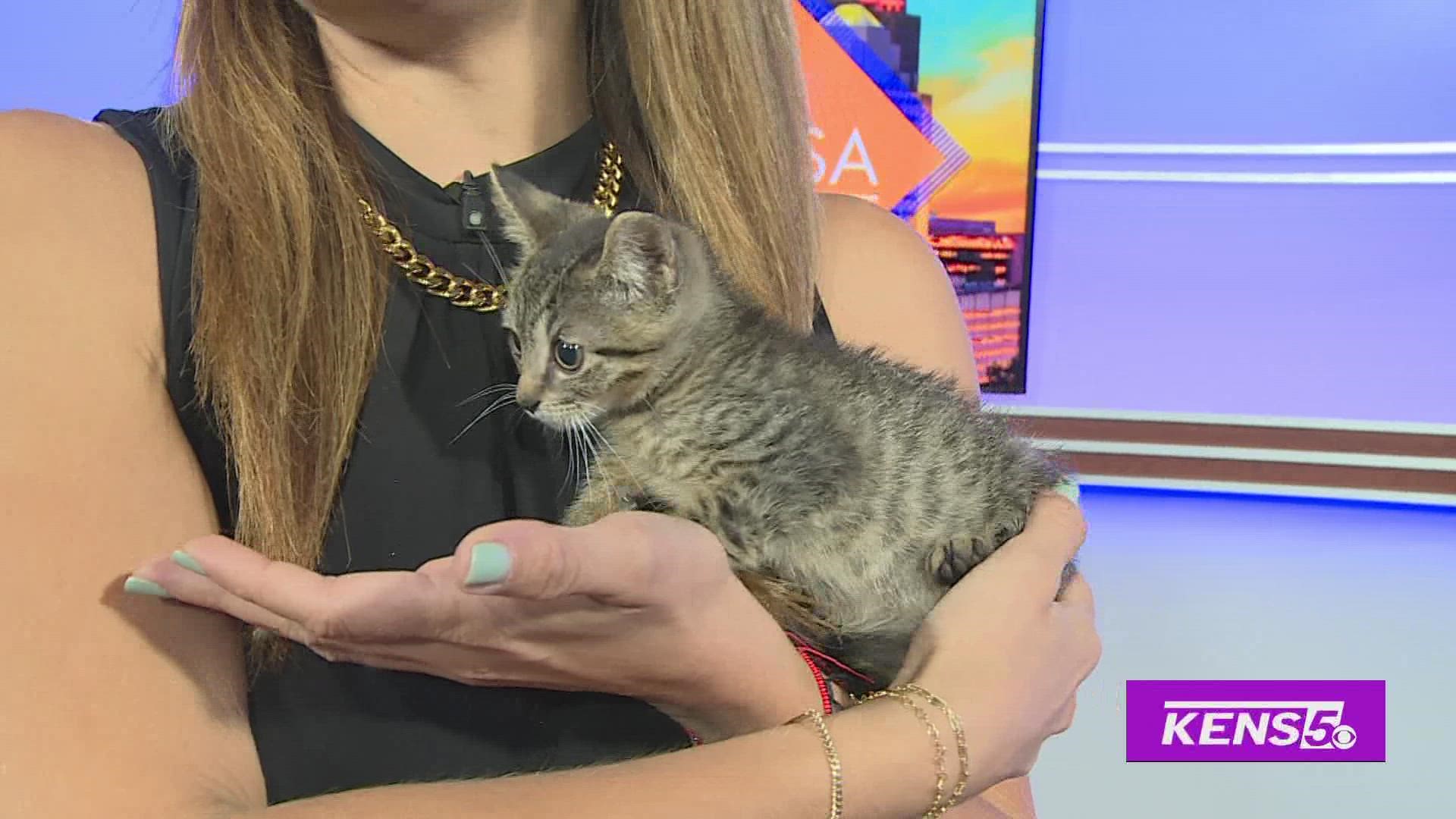 San Antonio Pets Alive will make the adoption process as easy as buying cat food.