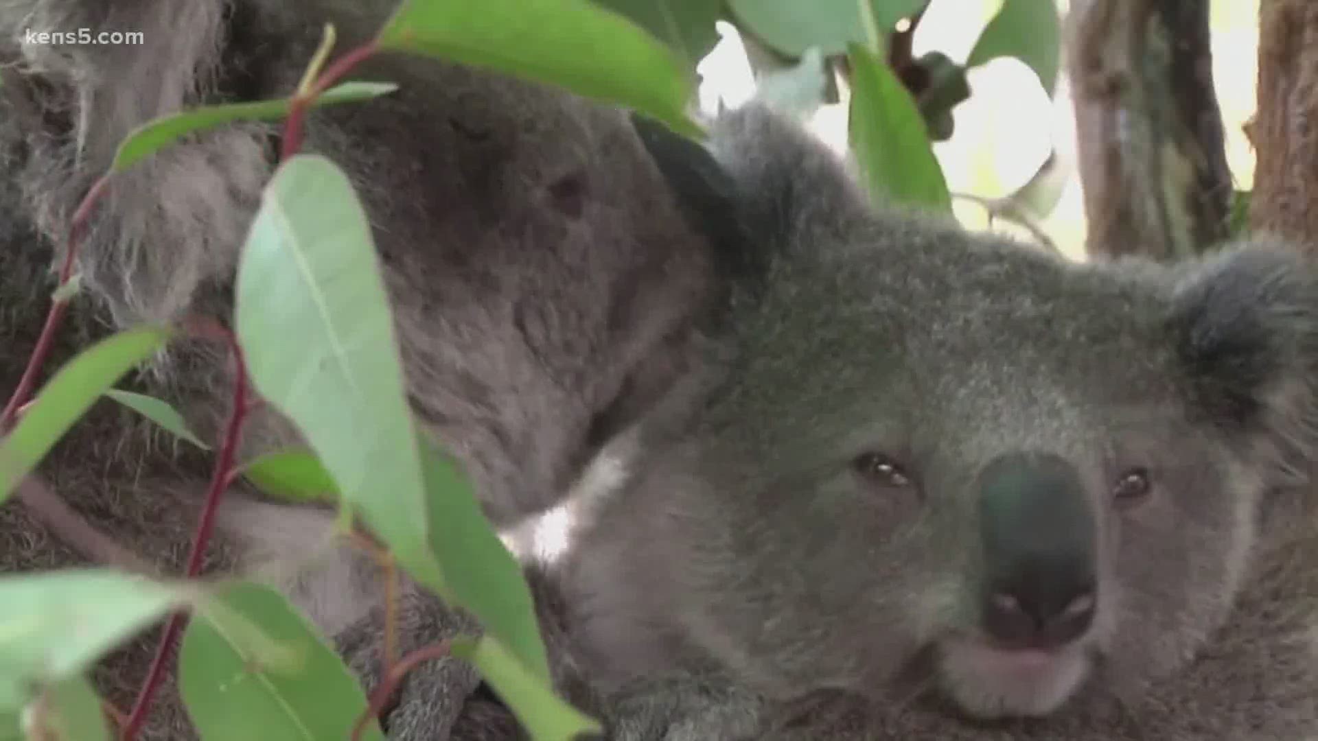Koalas are at risk of becoming extinct in Australia after the 2019 brush fires destroyed up to 81% of their habitats.