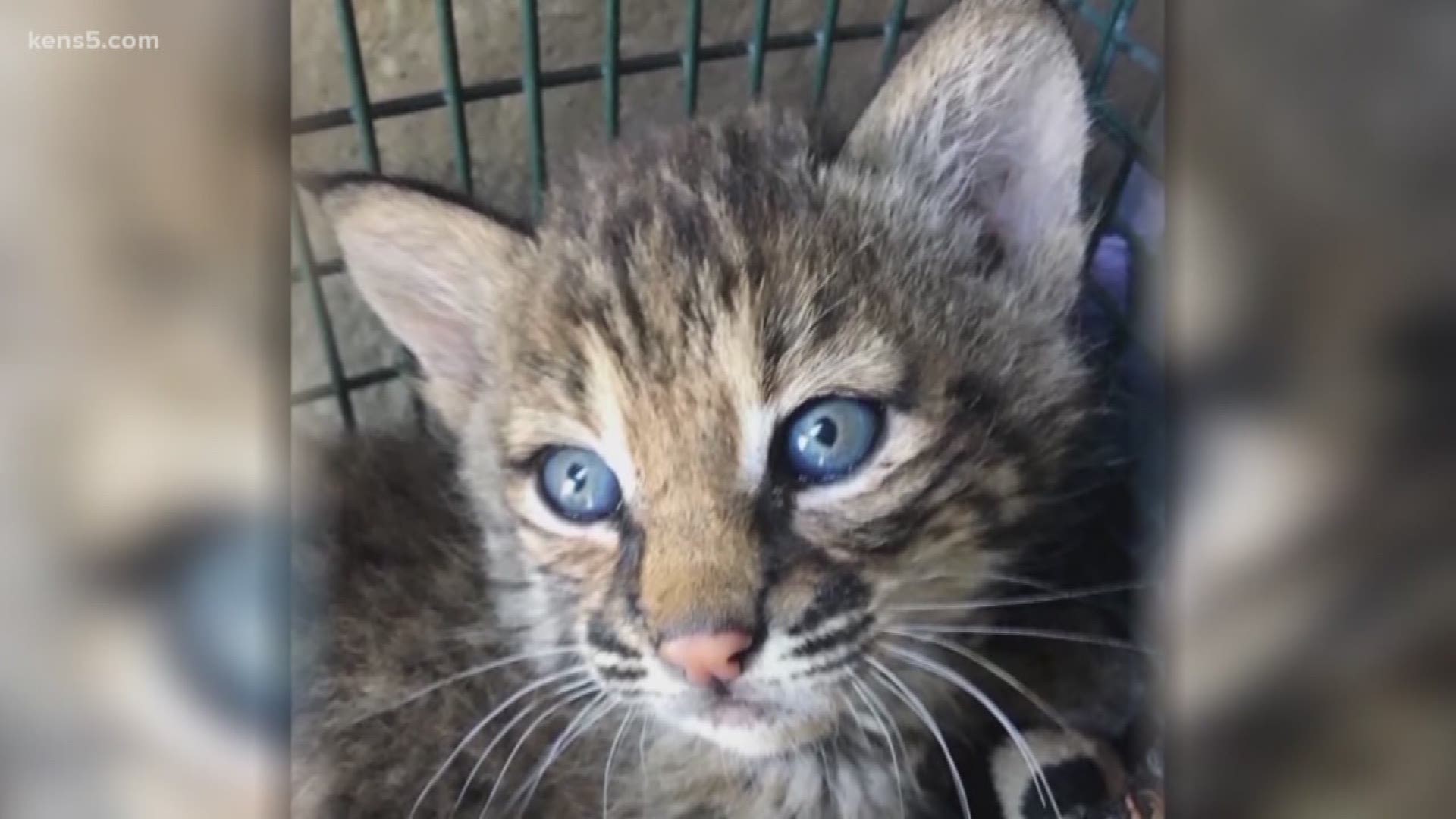 Wildlife Rescue & Rehabilitation is in need of donations to help care for bobcat kittens taken from their natural habitat earlier this week.