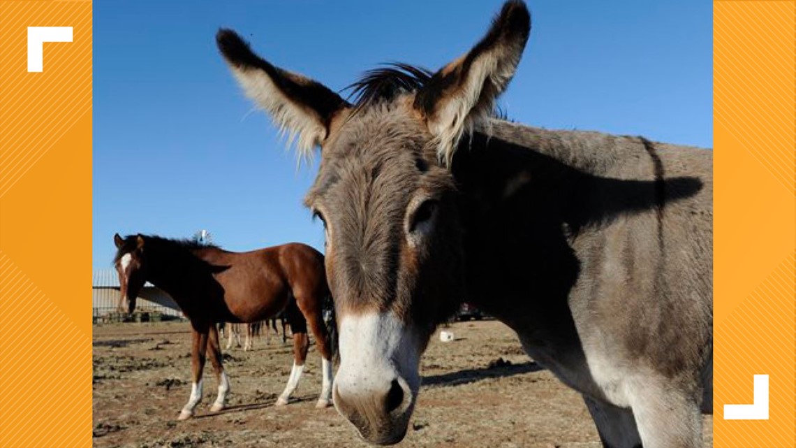 Bureau Of Land Management Will Pay You 1 000 To Adopt A Burro Kens5