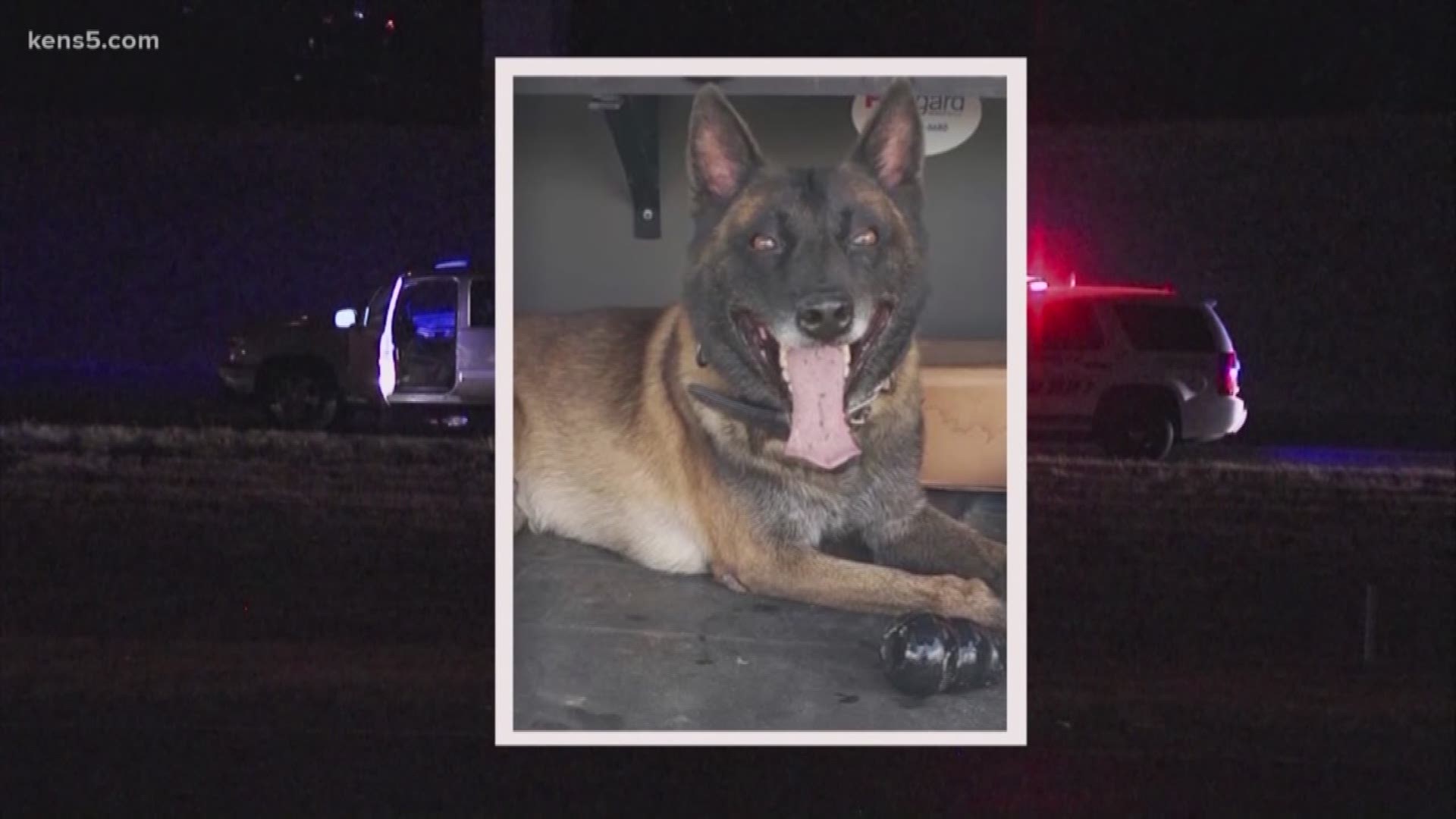 Ten months after BCSO controversially unleashed a K-9 on an armed suspect without a protective vest, a necropsy report details what killed him.