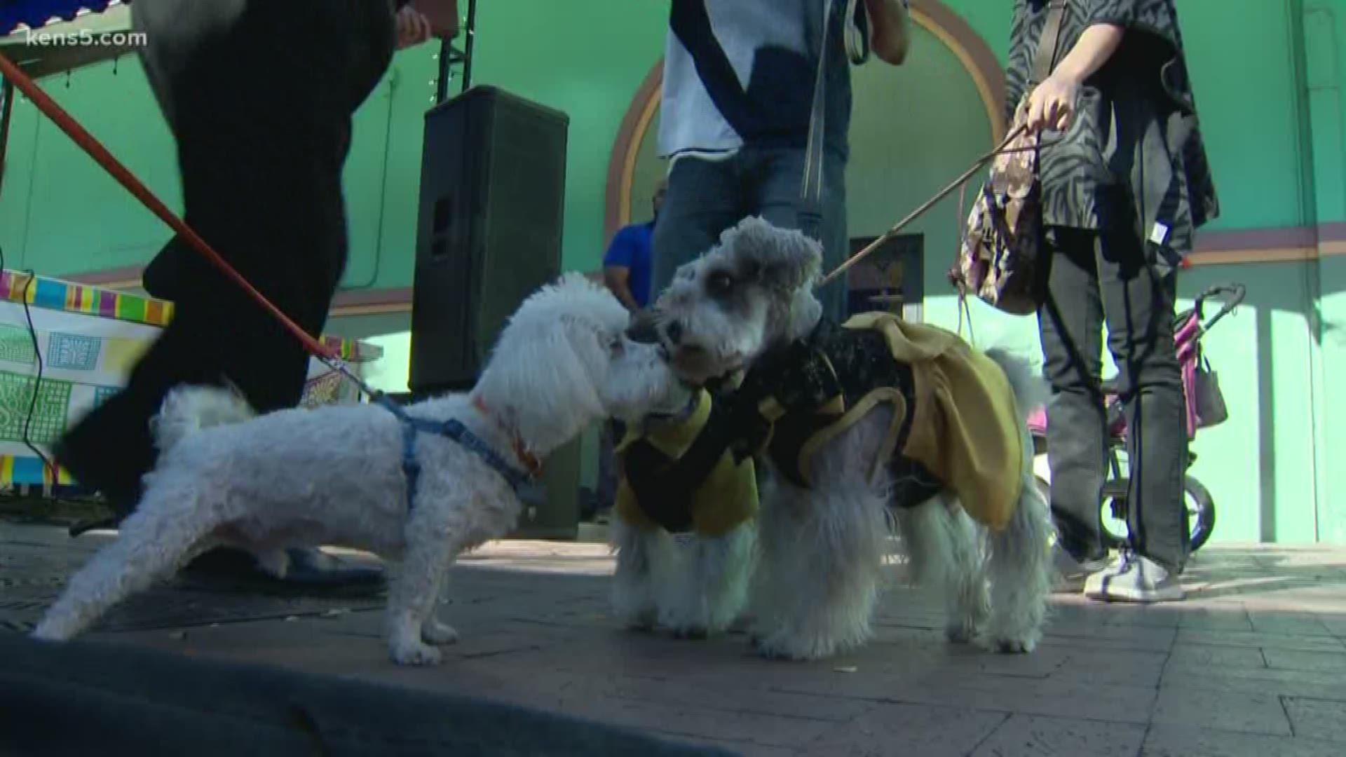 The Blessing of the Animals event took place at Market Square in San Antonio this weekend. Some wanted to make sure their four-legged friends were blessed as we head into a new year.