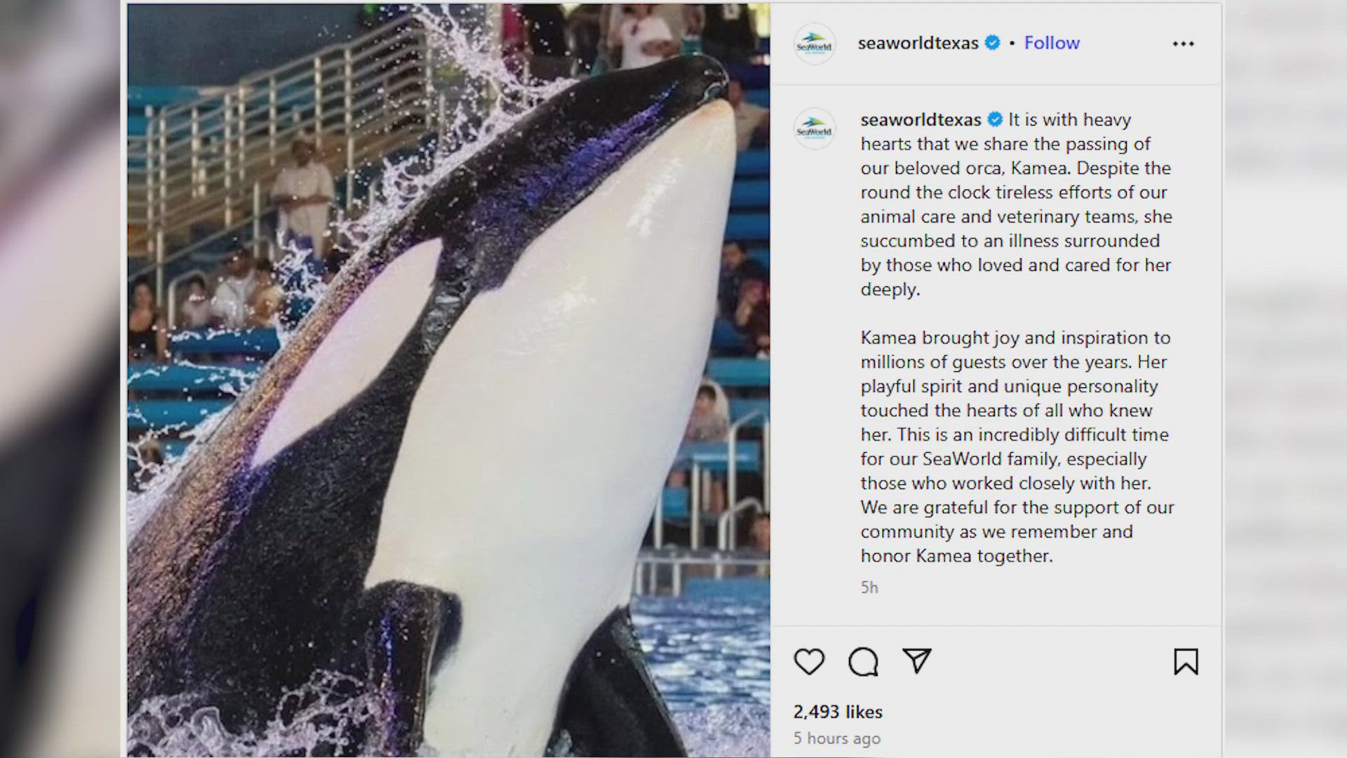 At only 8 years old, Kamea was the youngest of the pod.