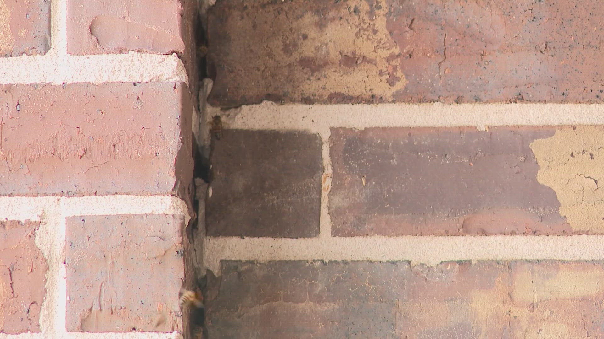 He believes they're nesting in the walls of his home.