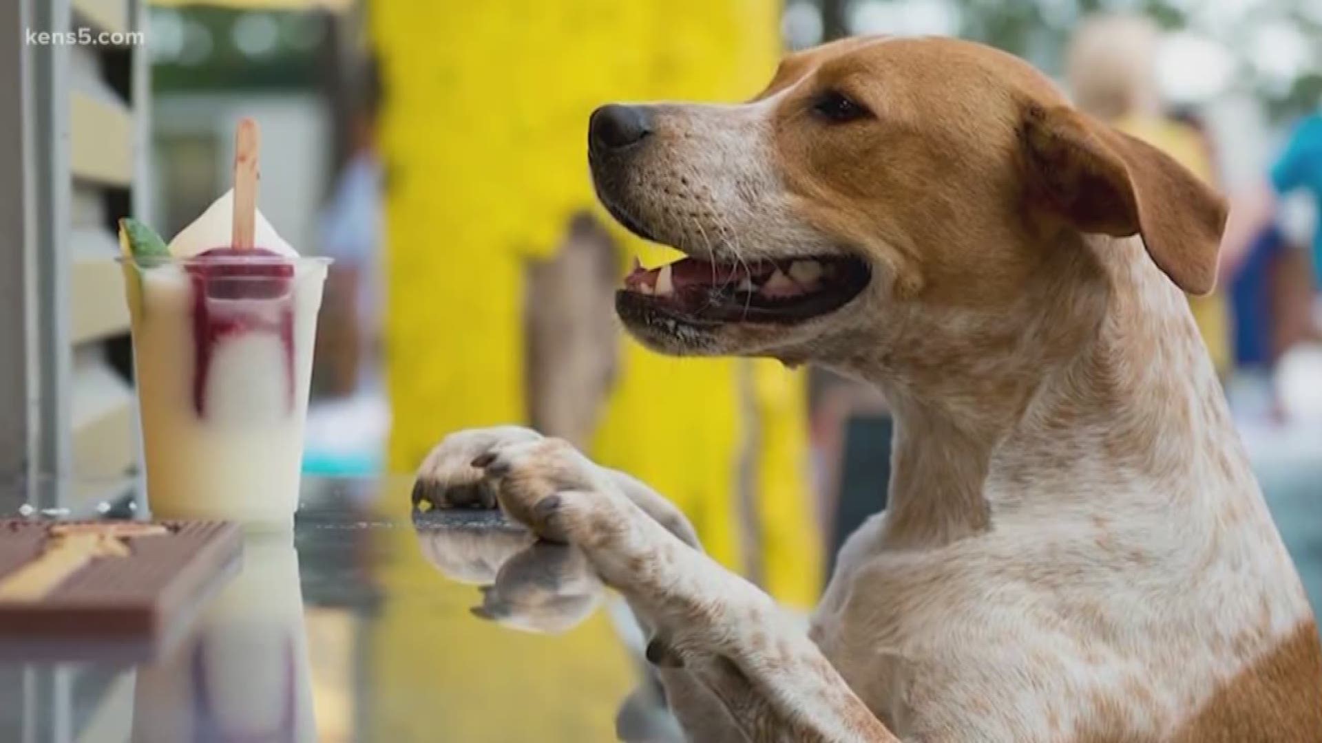 A North Texas dog-friendly bar is hiring a "puptern" to pet puppies for $100 per hour.