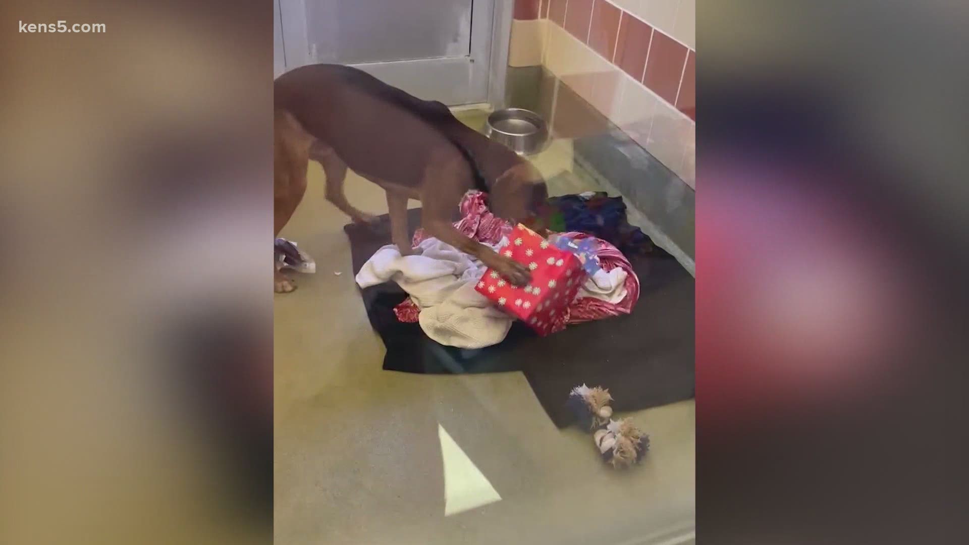 It's been a very Merry Christmas at the San Antonio Humane Society where all of the shelter pets received gifts of their own.