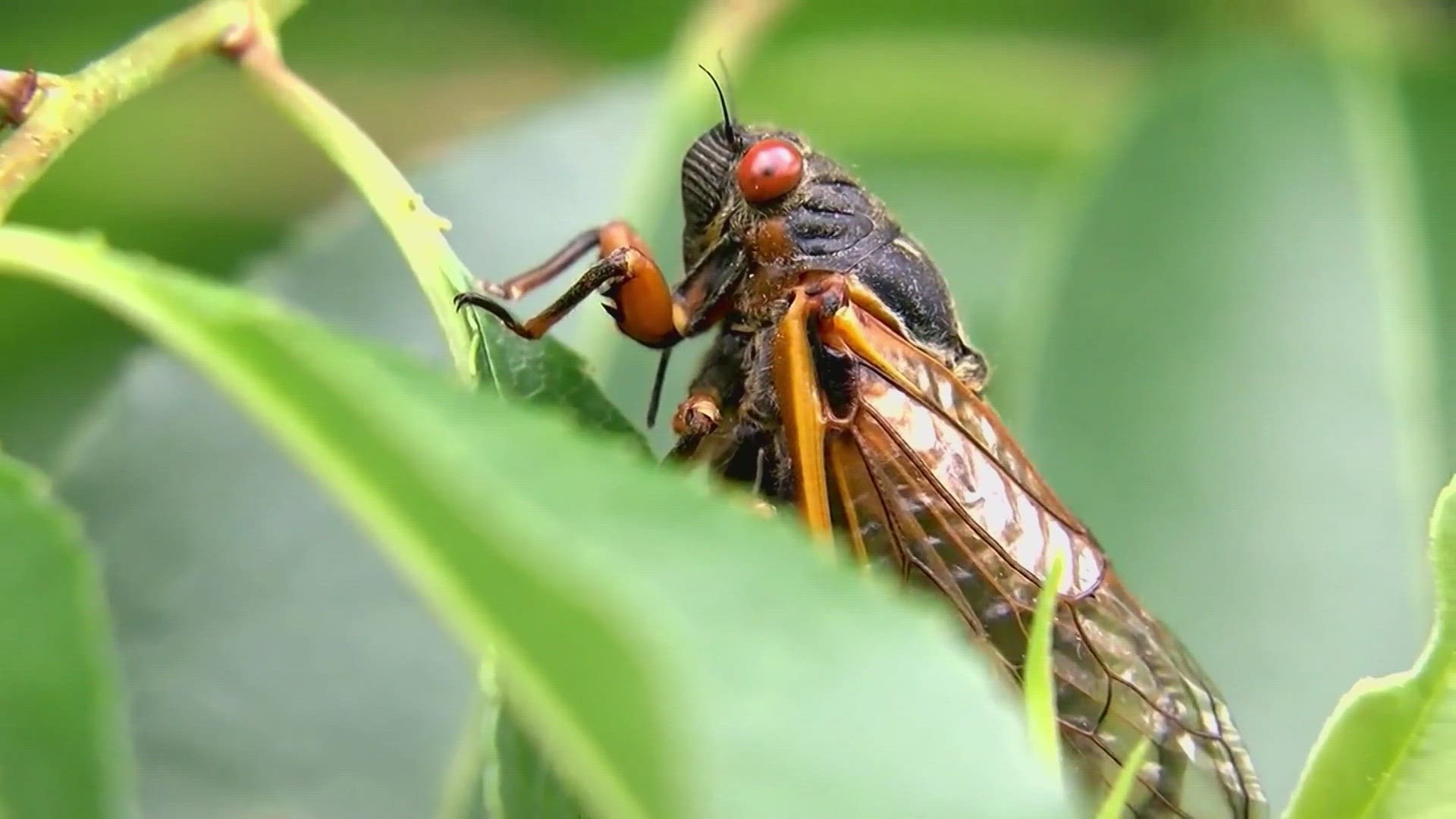 According to experts, some trillion cicadas will start appearing in May and live for about six weeks as part of a dual emergence.