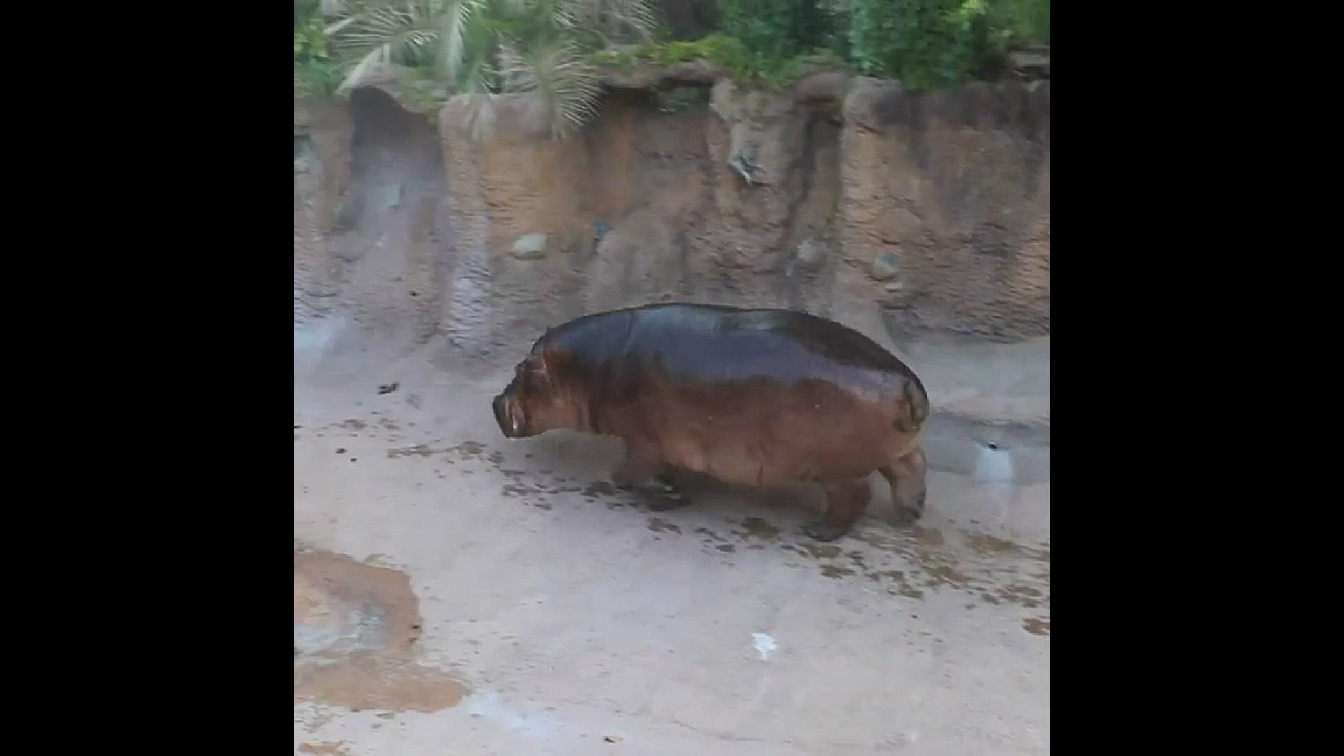 Timothy the hippo is having fun while staying cool in the Texas heat. Courtesy: San Antonio Zoo