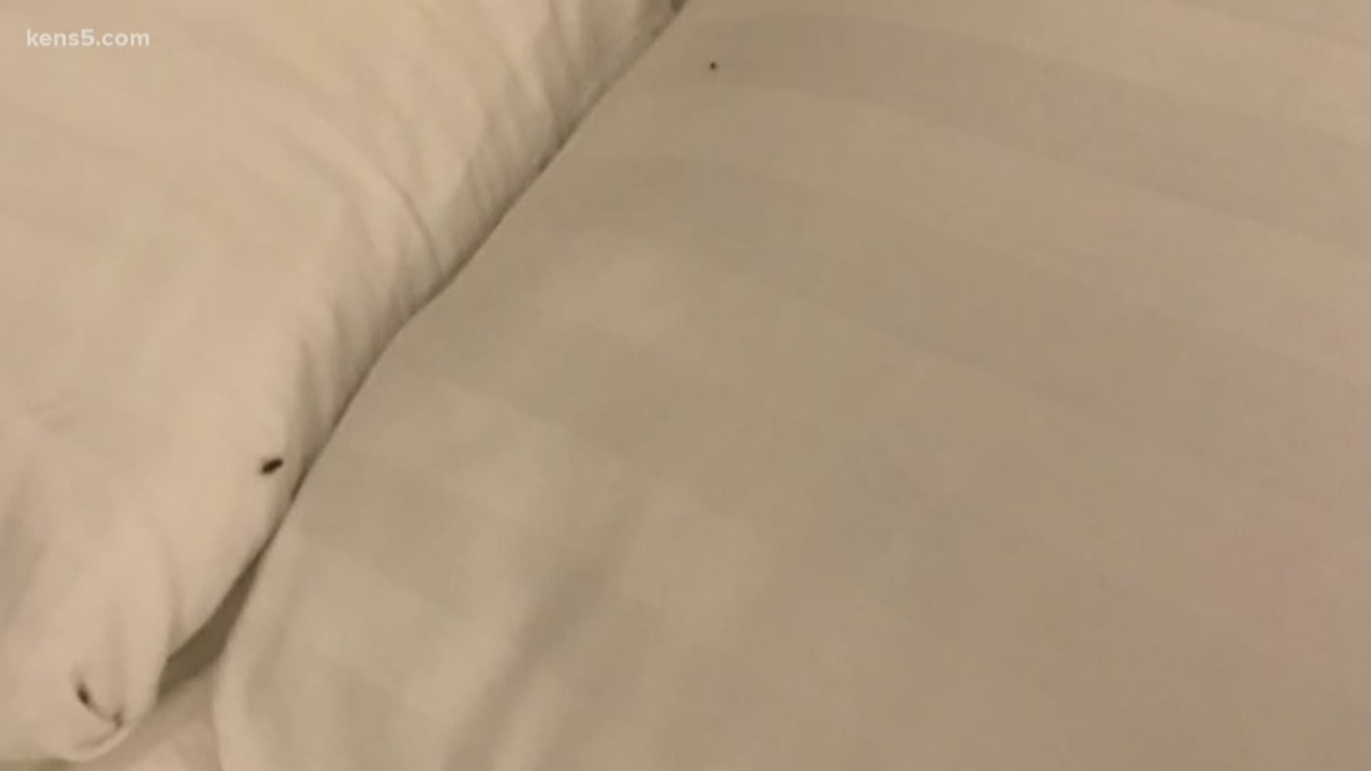 The blood sucking parasites crawling in a bed where children were sleeping. Eyewitness News reporter Henry Ramos joins us with the family's story, and a response from the hotel.