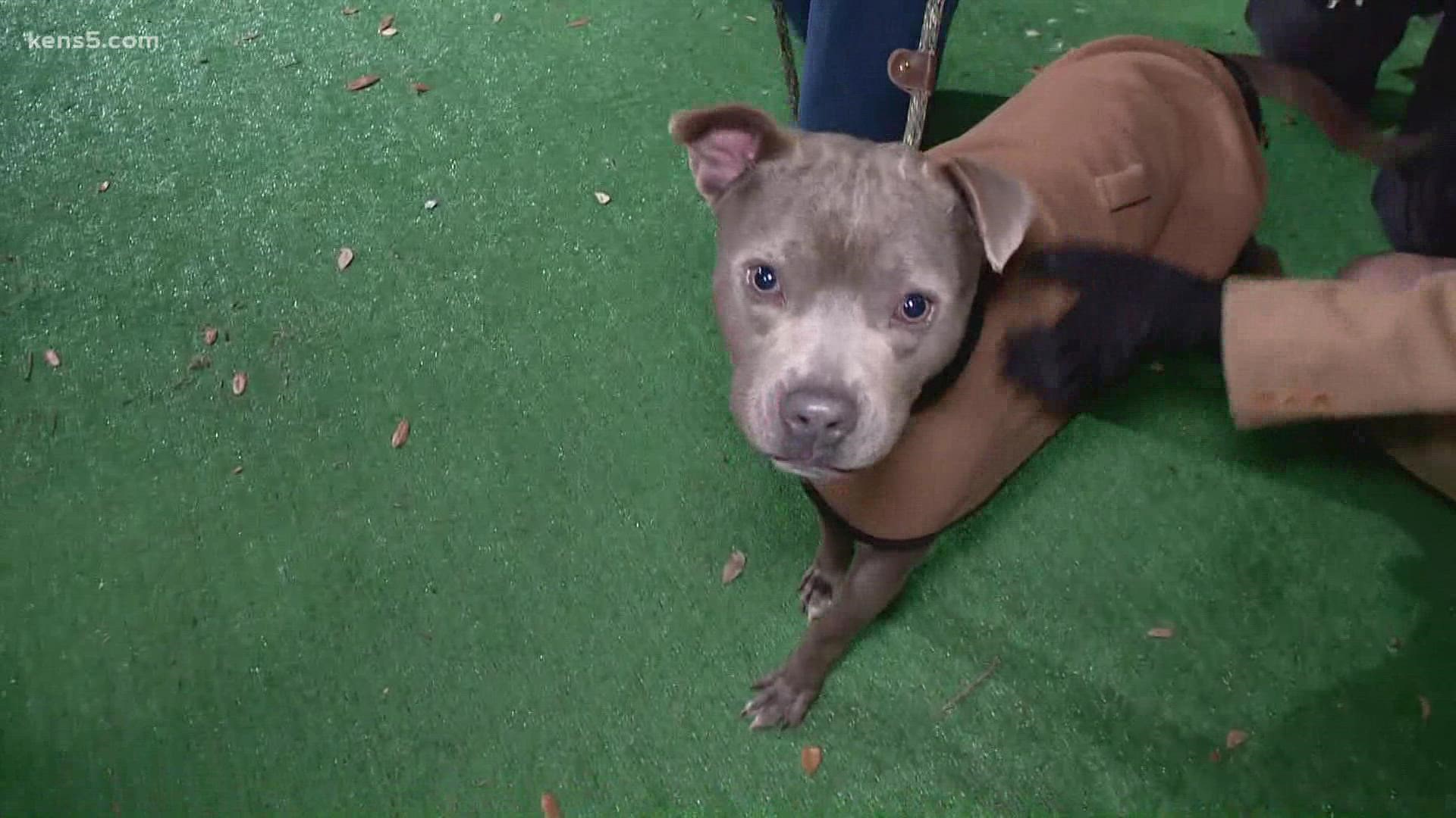 The 5-year-old dog is available for adoption through the San Antonio Humane Society.