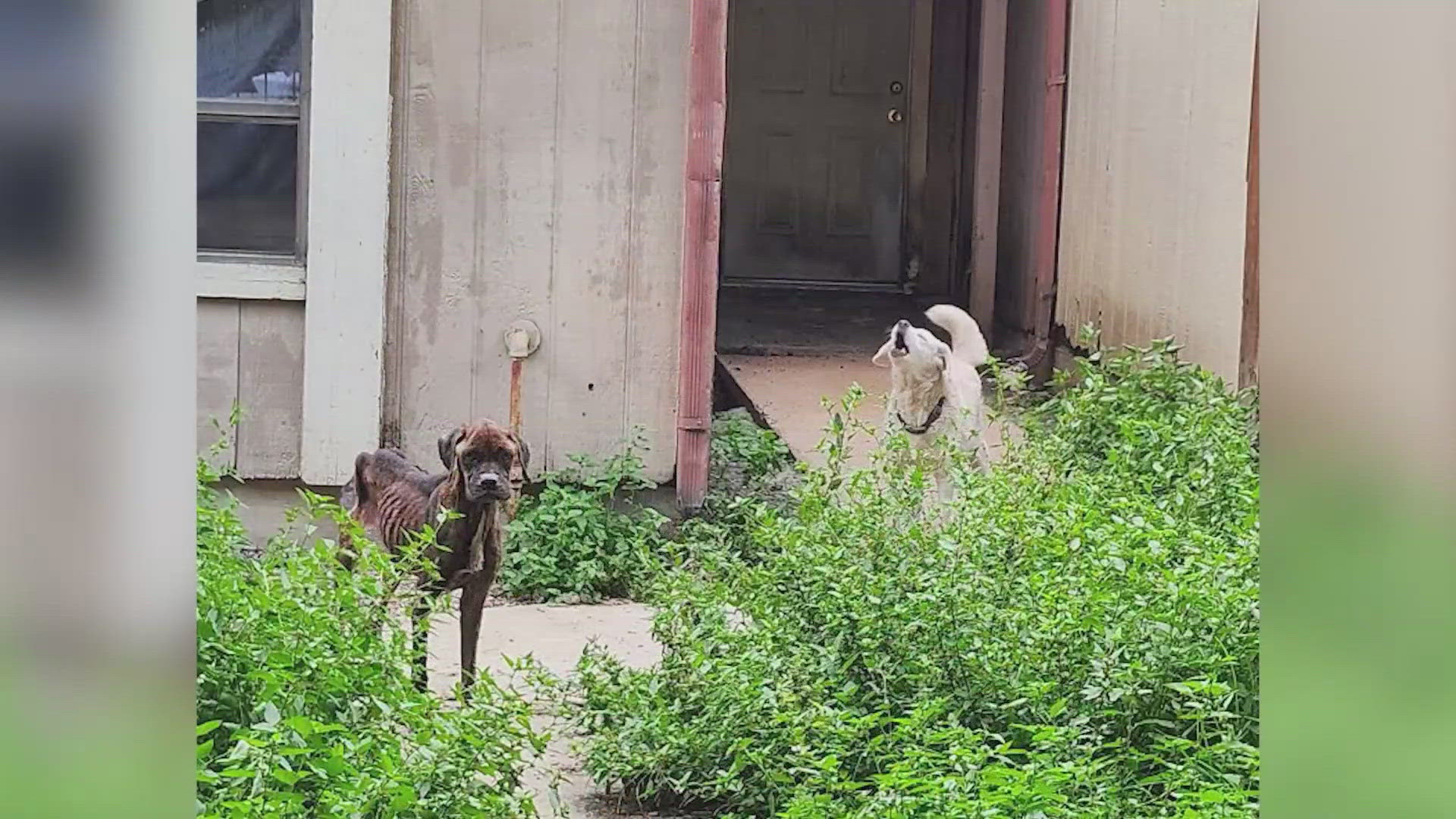 A delivery driver saved the animals. 