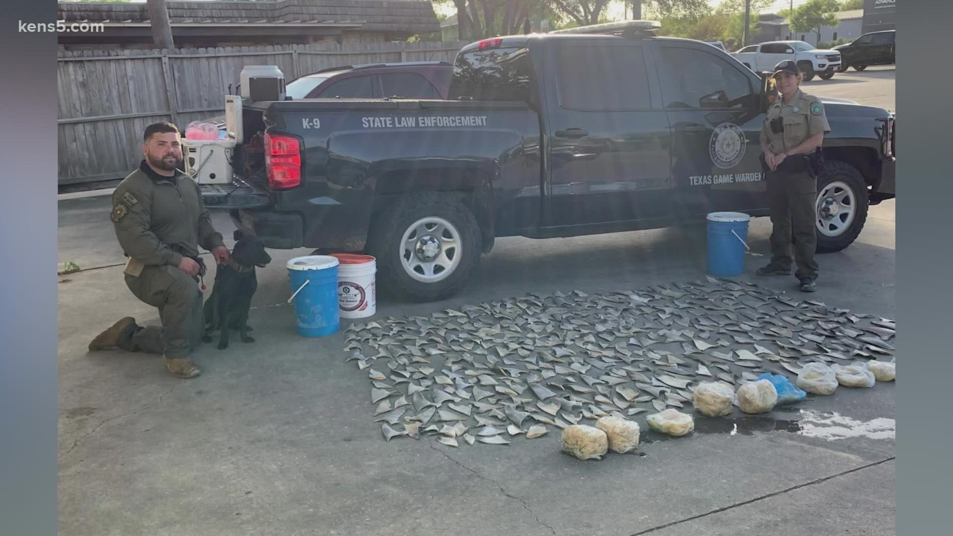 Shark fins discovered at San Antonio restaurant | kens5.com
