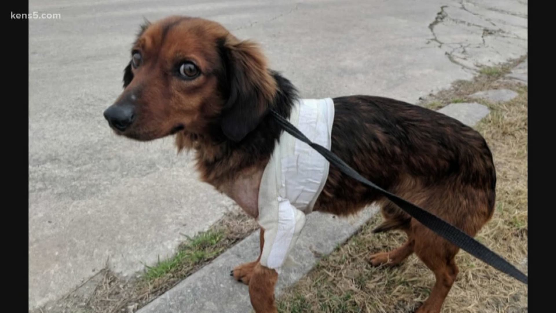 San Antonio Pets Alive rescued the puppy after they believe he was hit by a car, but he is still on a road to recovery