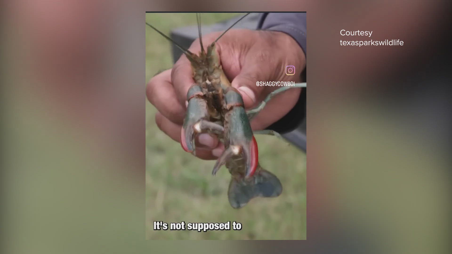 Experts warn the impact of an aggressive crustacean, the Australian Redclaw Crayfish, on local ecosystems remains uncertain.