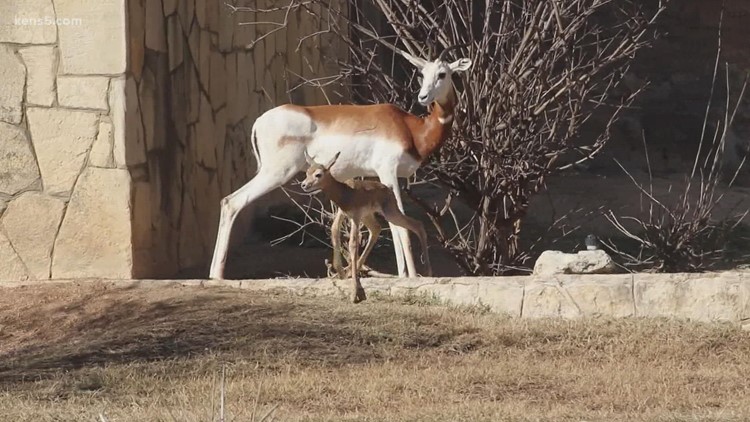 San Antonio Zoo 'Baby Boom' happening just in time for Mother's Day