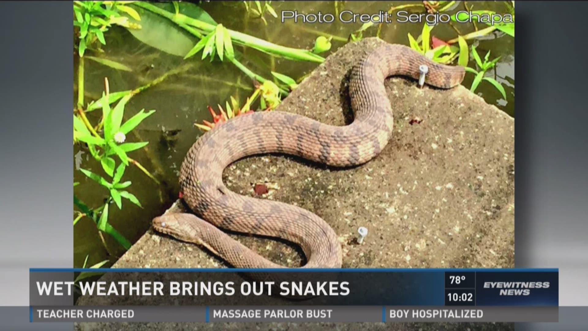 Wet weather means more snakes across San Antonio area