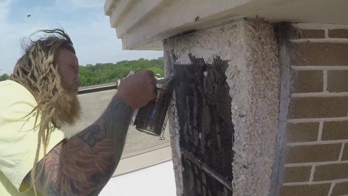 'Bee Czar' works all around Texas to safely remove bees from buildings... without wearing protective gear