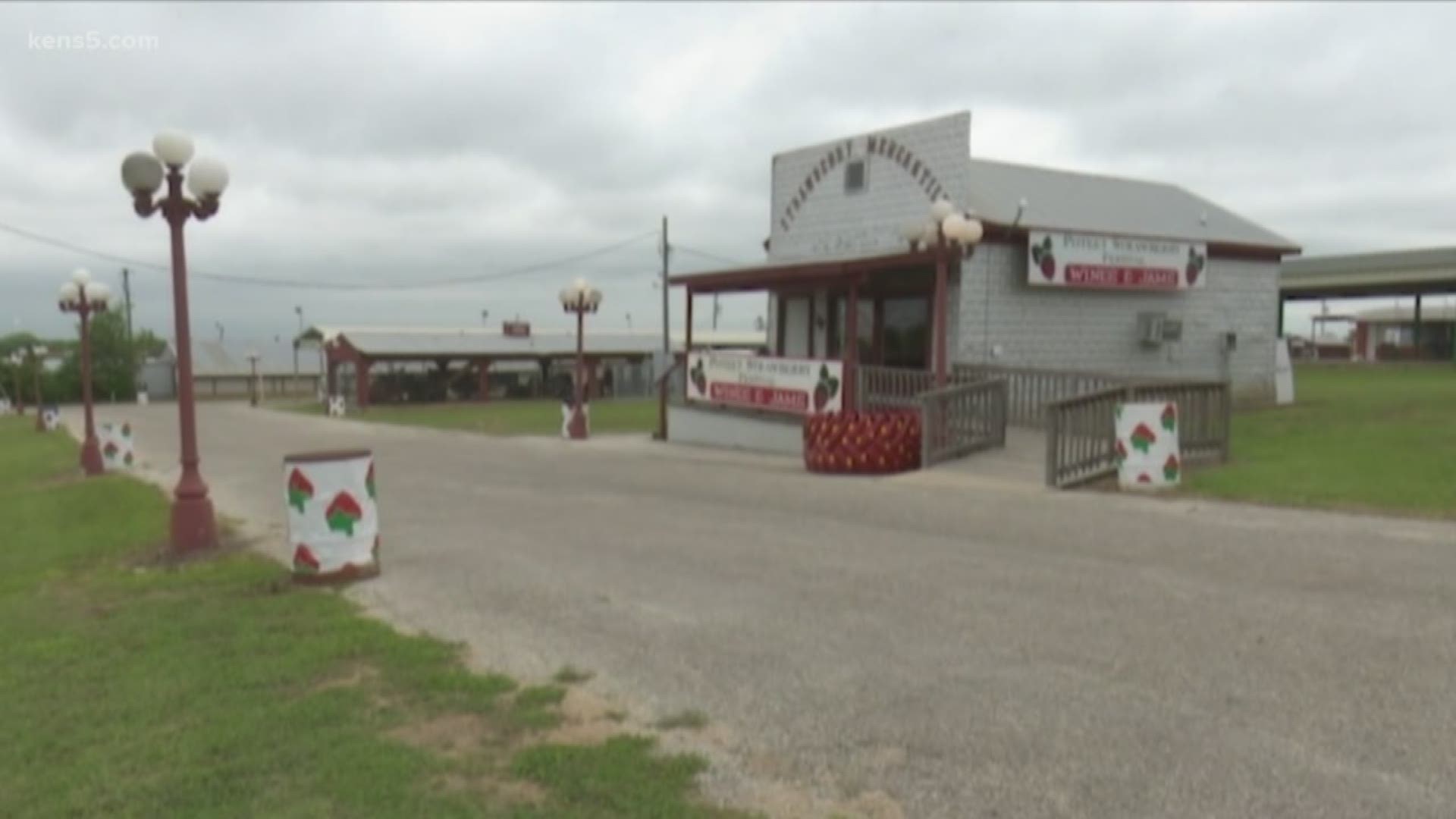 Eyewitness News reporter Aaron Wright went to the strawberry capital of Texas to verify whether or not a shortage has hurt the supply.
