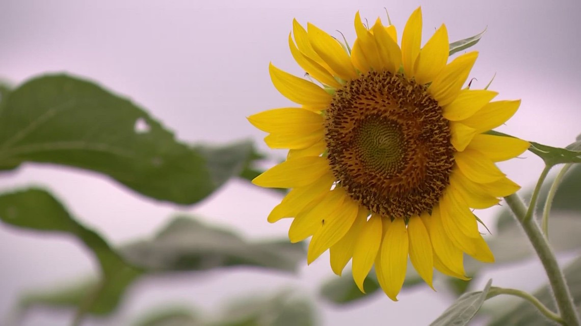 'They follow the sun' | Sunflower field brings hope and healing to SA family who lost son to cancer - Vimarsana News