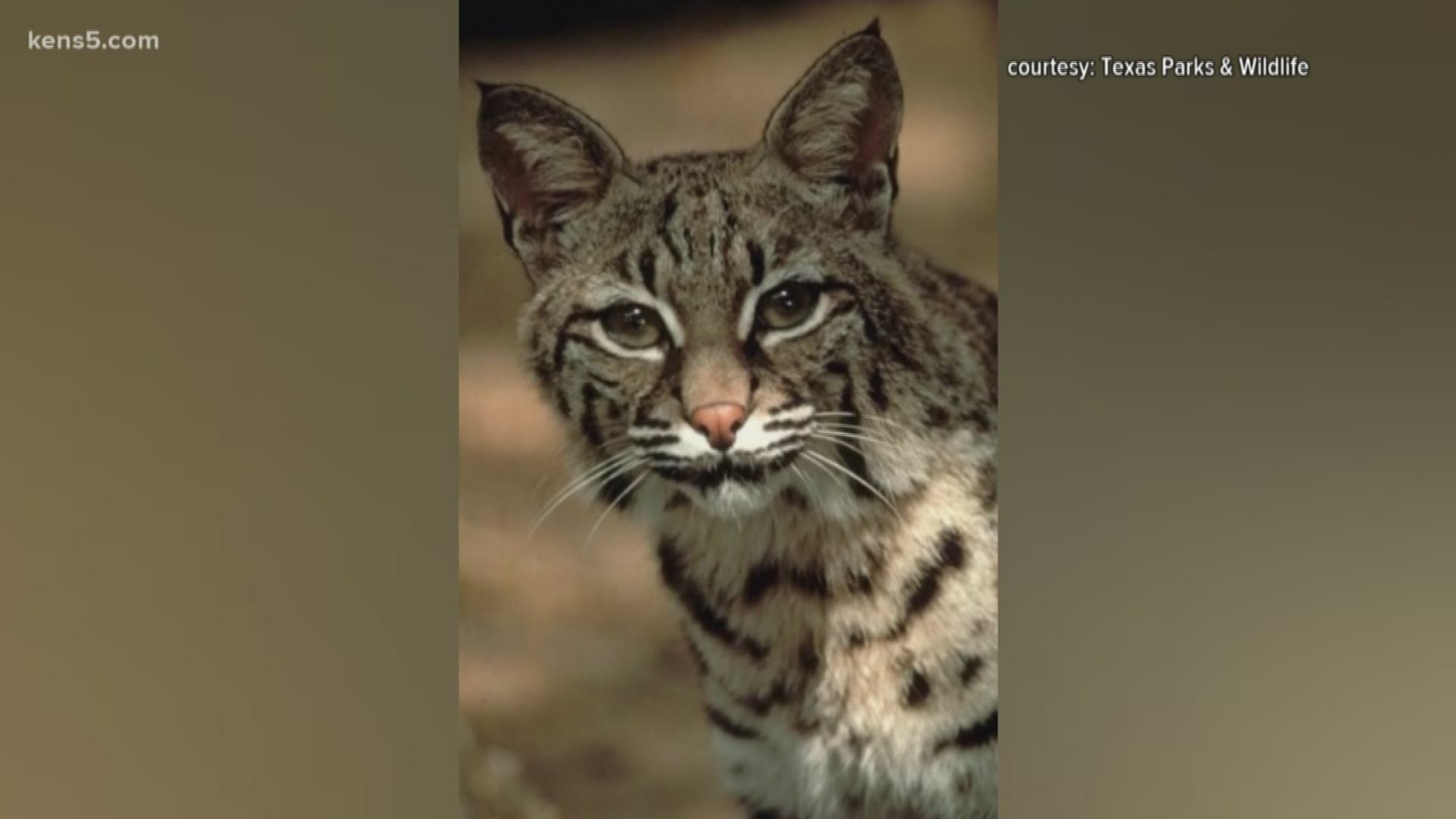 Aren't as common to see': Bobcats found dead on city's south sid 