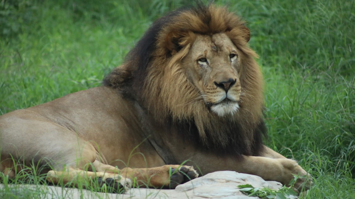 Free San Antonio Zoo admission for military personnel in November - Vimarsana News