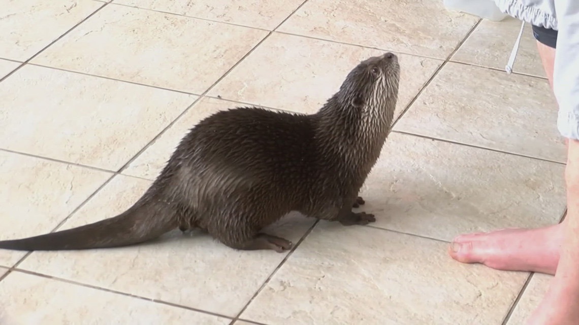 Florida man trains otters to search and rescue missing people