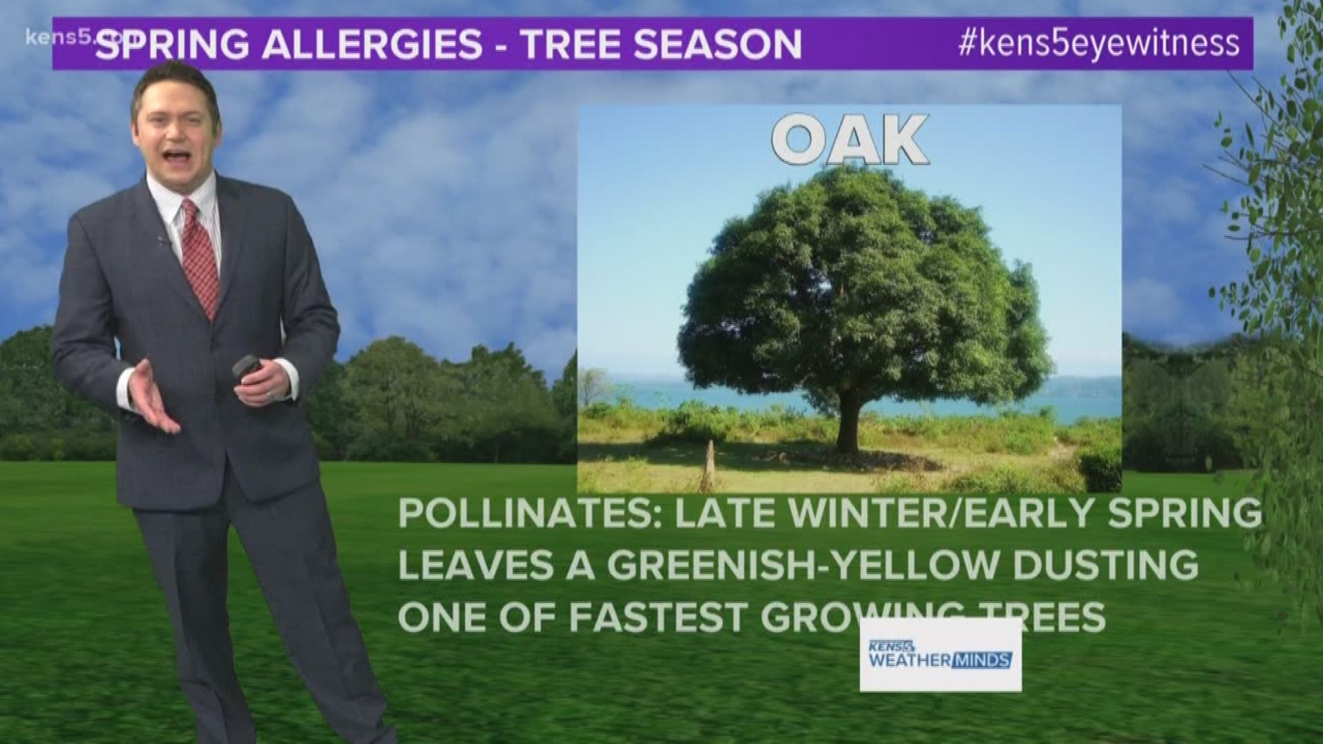 Oak pollen numbers are on the rise, but when is peak season