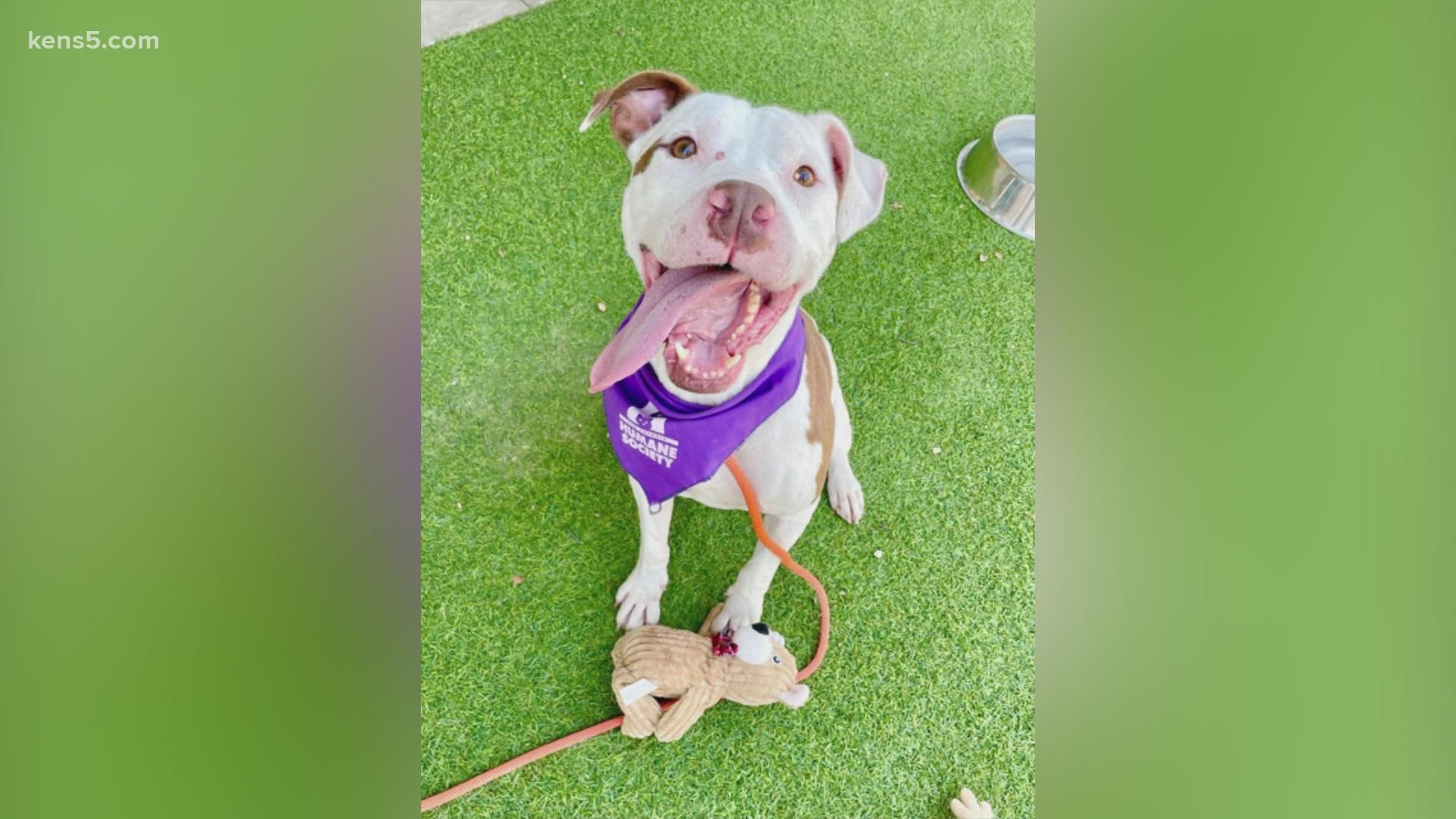 Monster is a 5-year-old dog. He gets along with other dogs and would make a great family pet. He loves to play fetch and likes his chew toys, too.