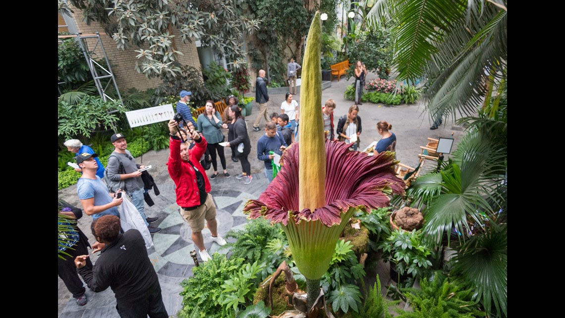 Stinkin' good news: Corpse flower blooming at San Diego Botanic