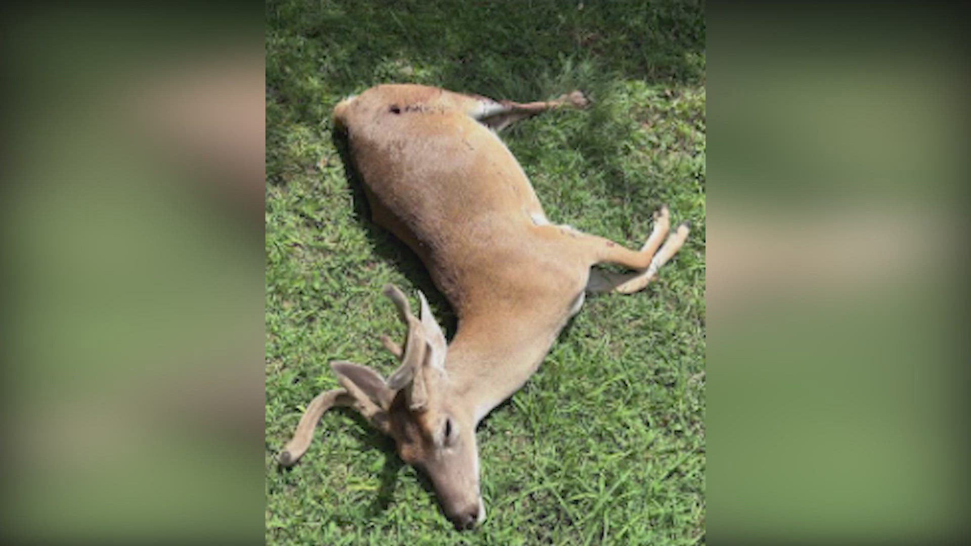 That's why there's a big reward to find the person who illegally killed one in New Braunfels.