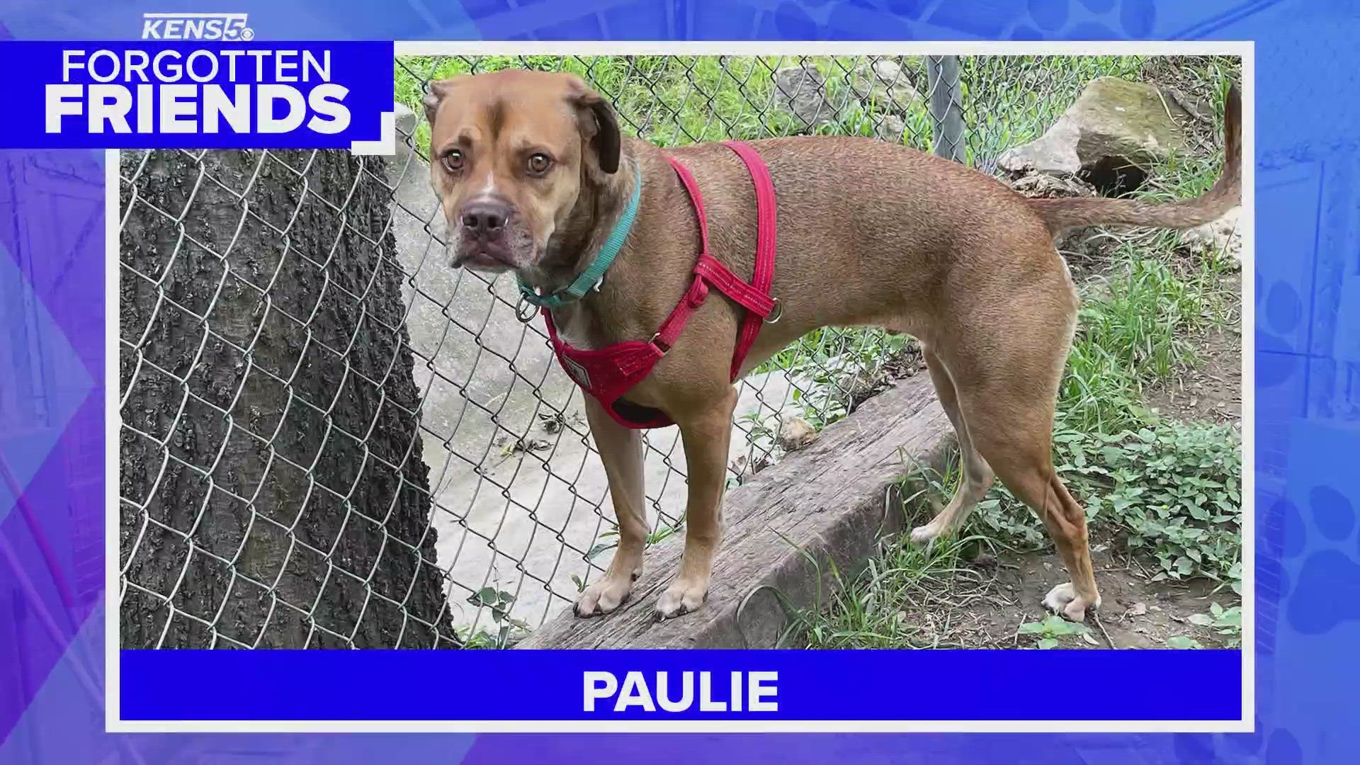 Paulie is a true warrior who survived some serious injuries and now he's ready for his own human to love.