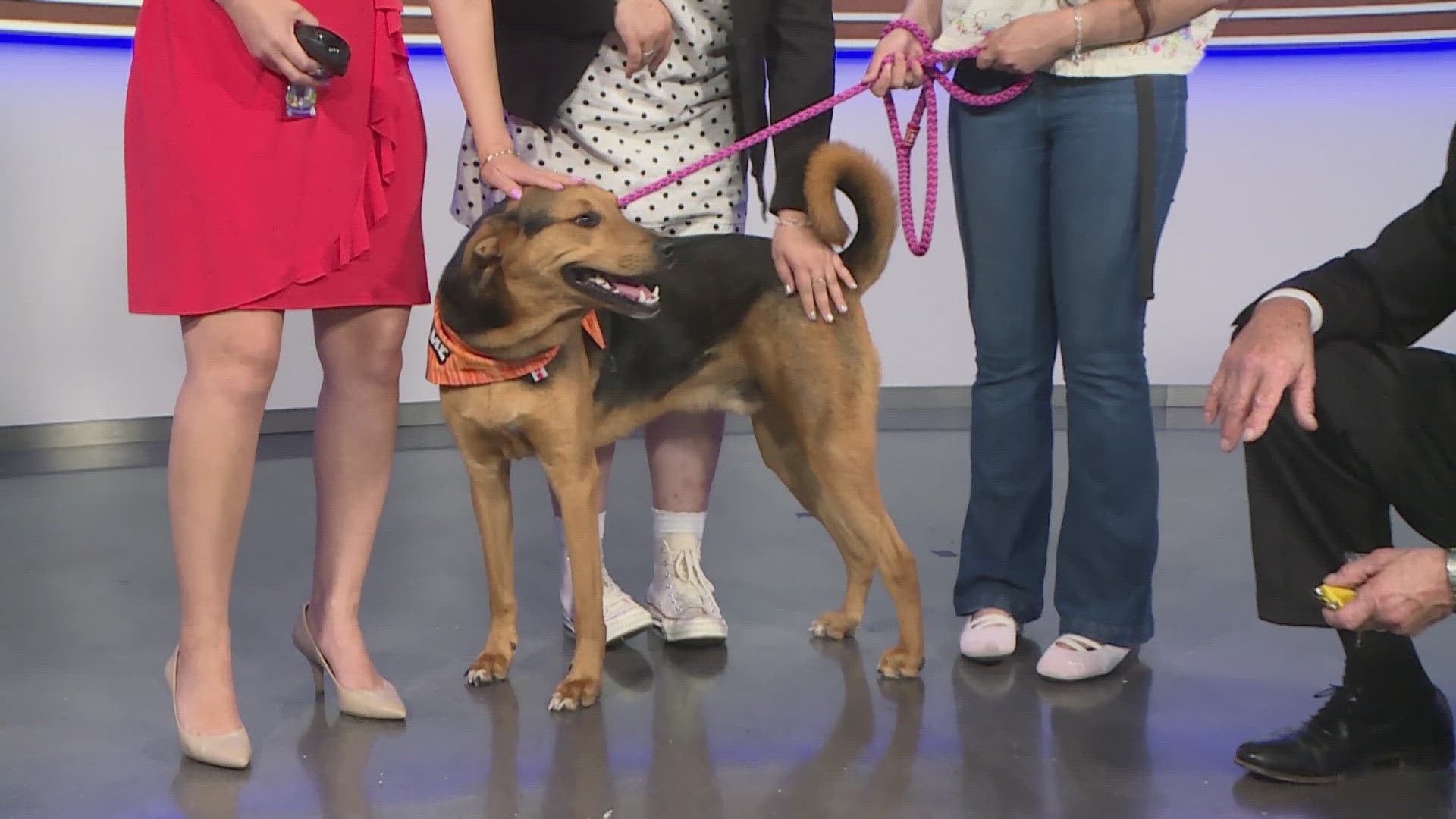 Hound mix named Jesse available for adoption at San Antonio Humane
