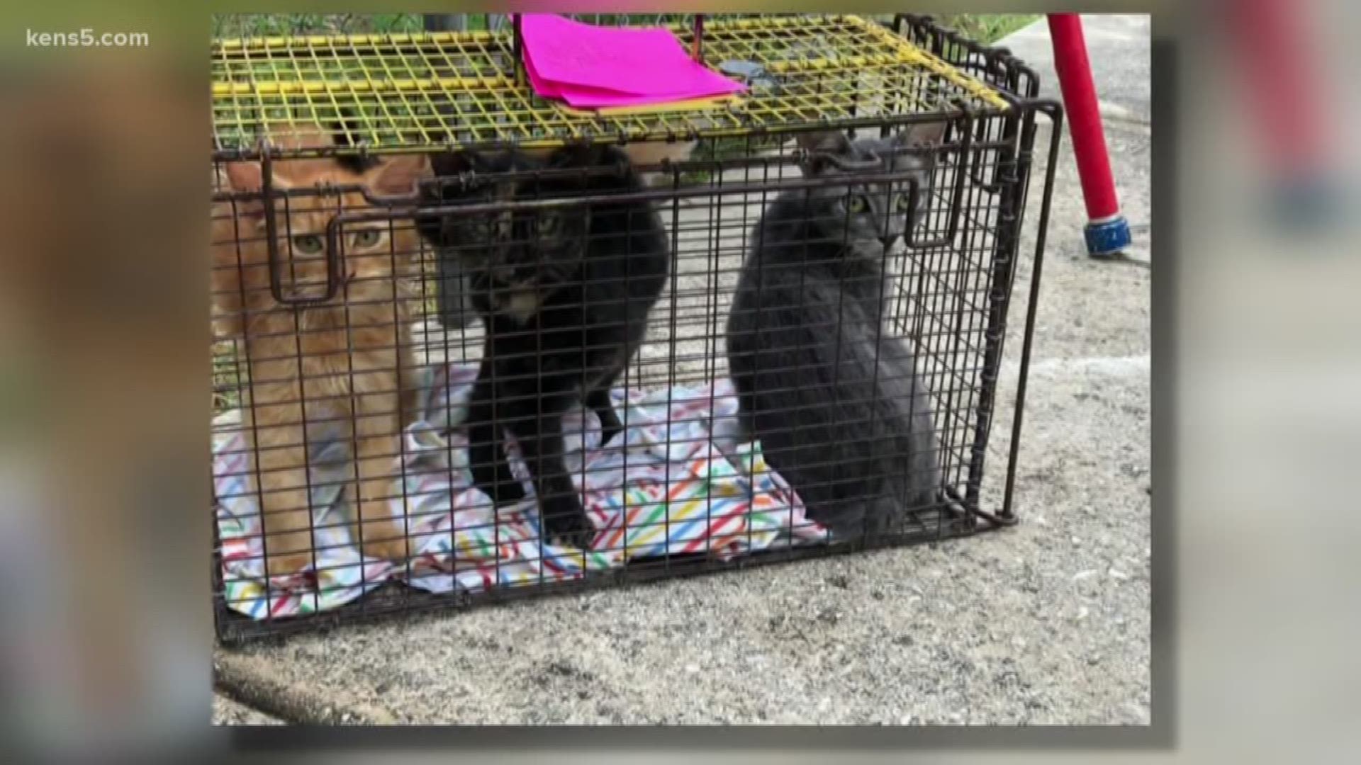 Among the rescued animals: 18 dogs, six cats, two turtles. Authorities say the property owner will face charges.