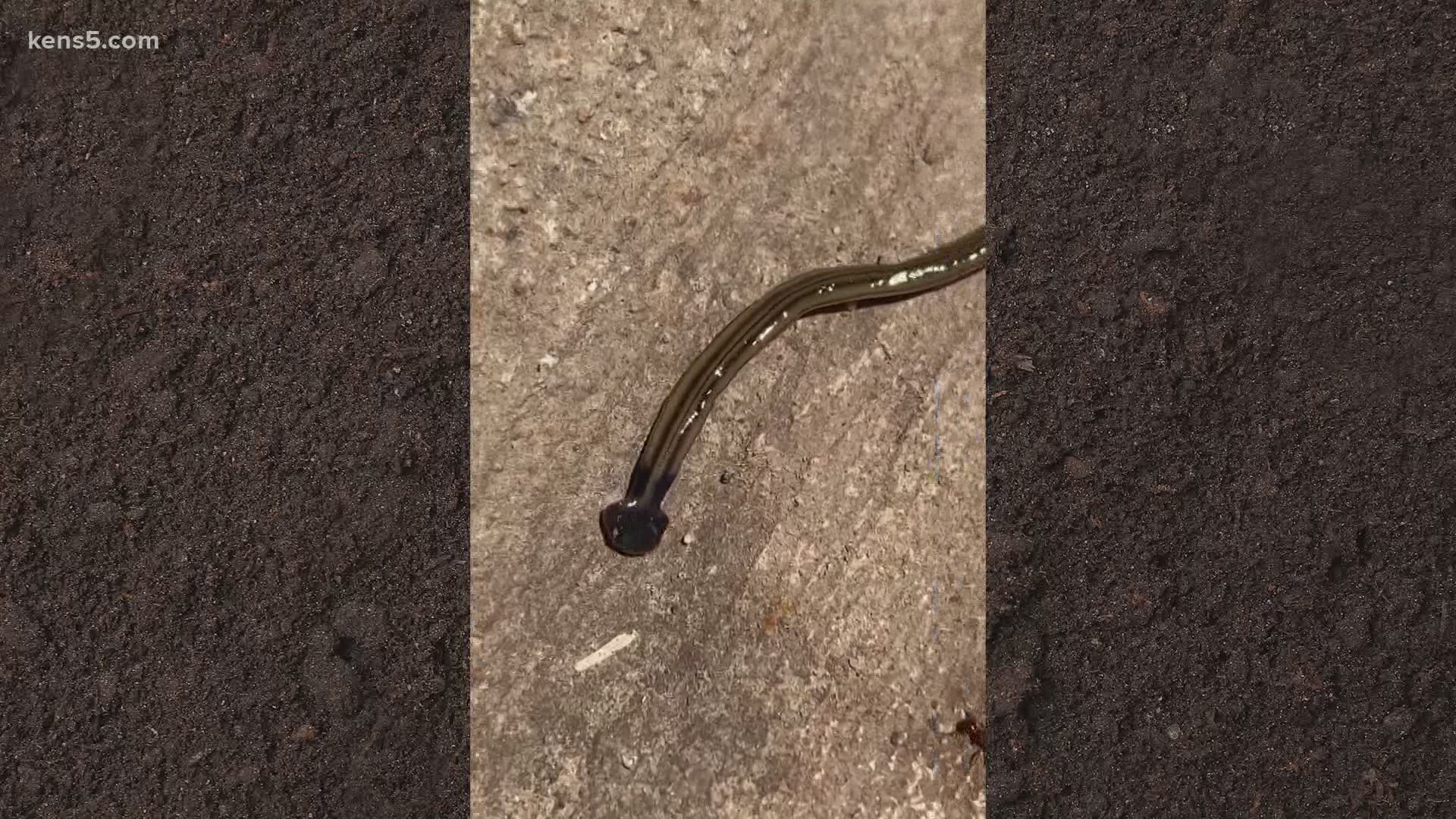 Recent wet weather brings invasion of southeast Asian worm to Texas