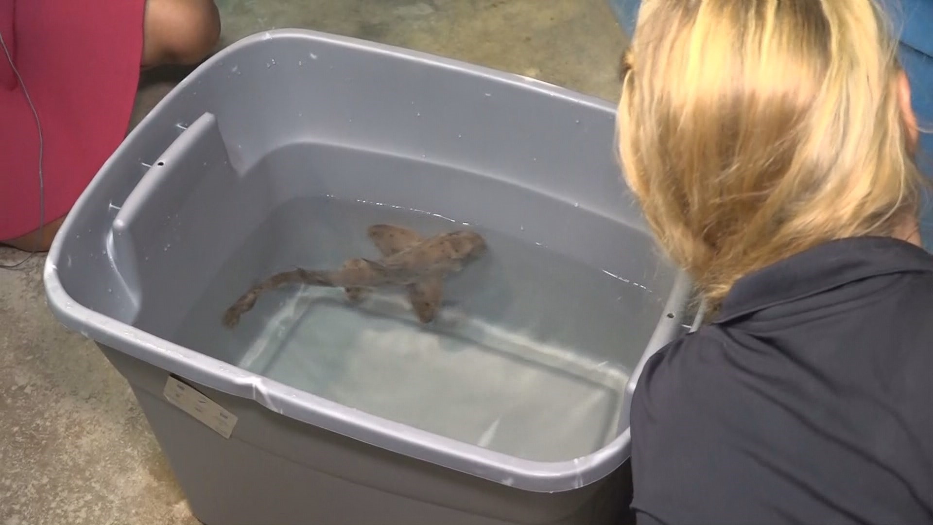 Horn shark stolen from San Antonio Aquarium back on display
