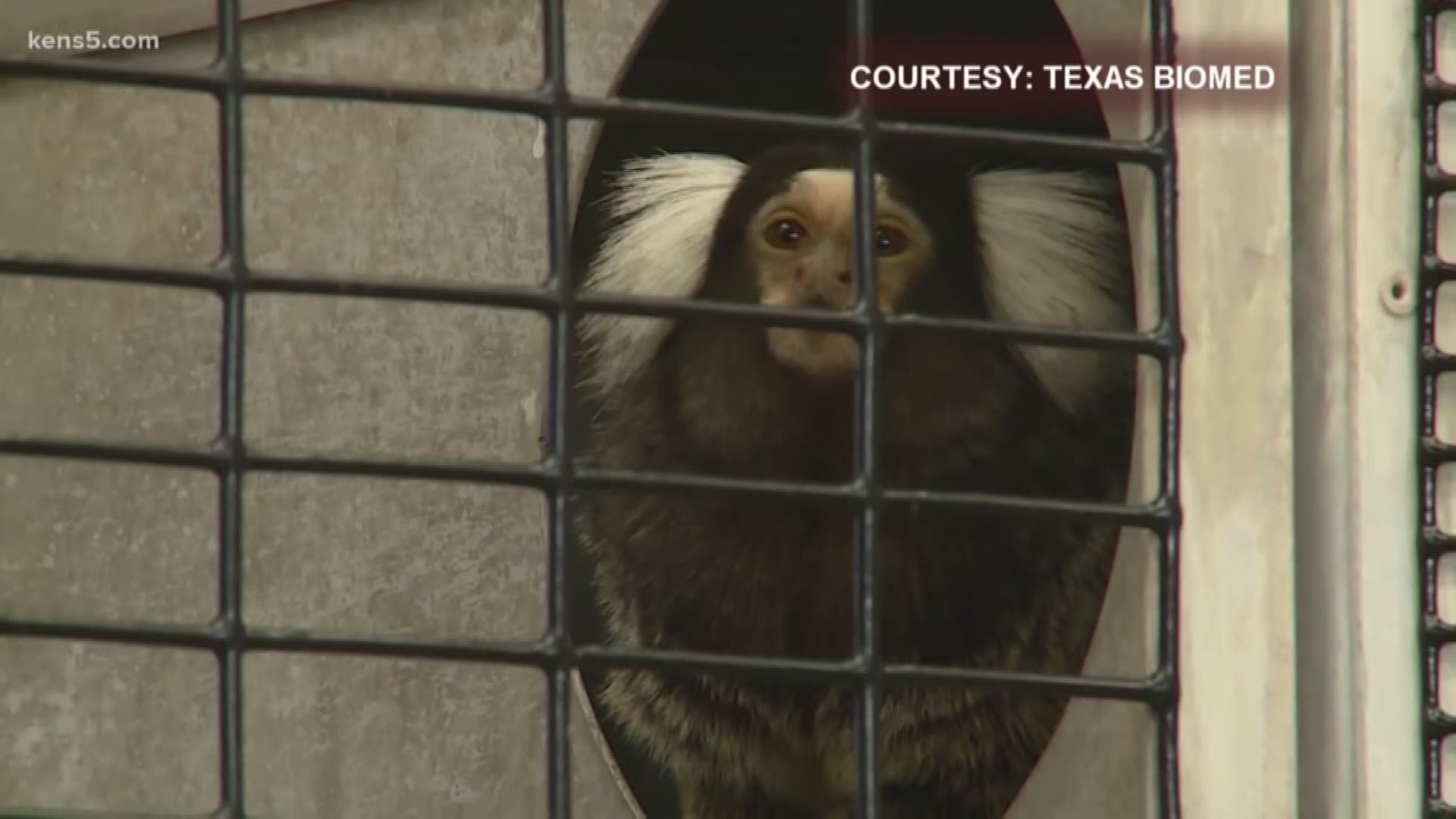 A new study by researchers at the Texas Biomedical Research Institute shows that marmosets may be the key to a Zika virus vaccine.
