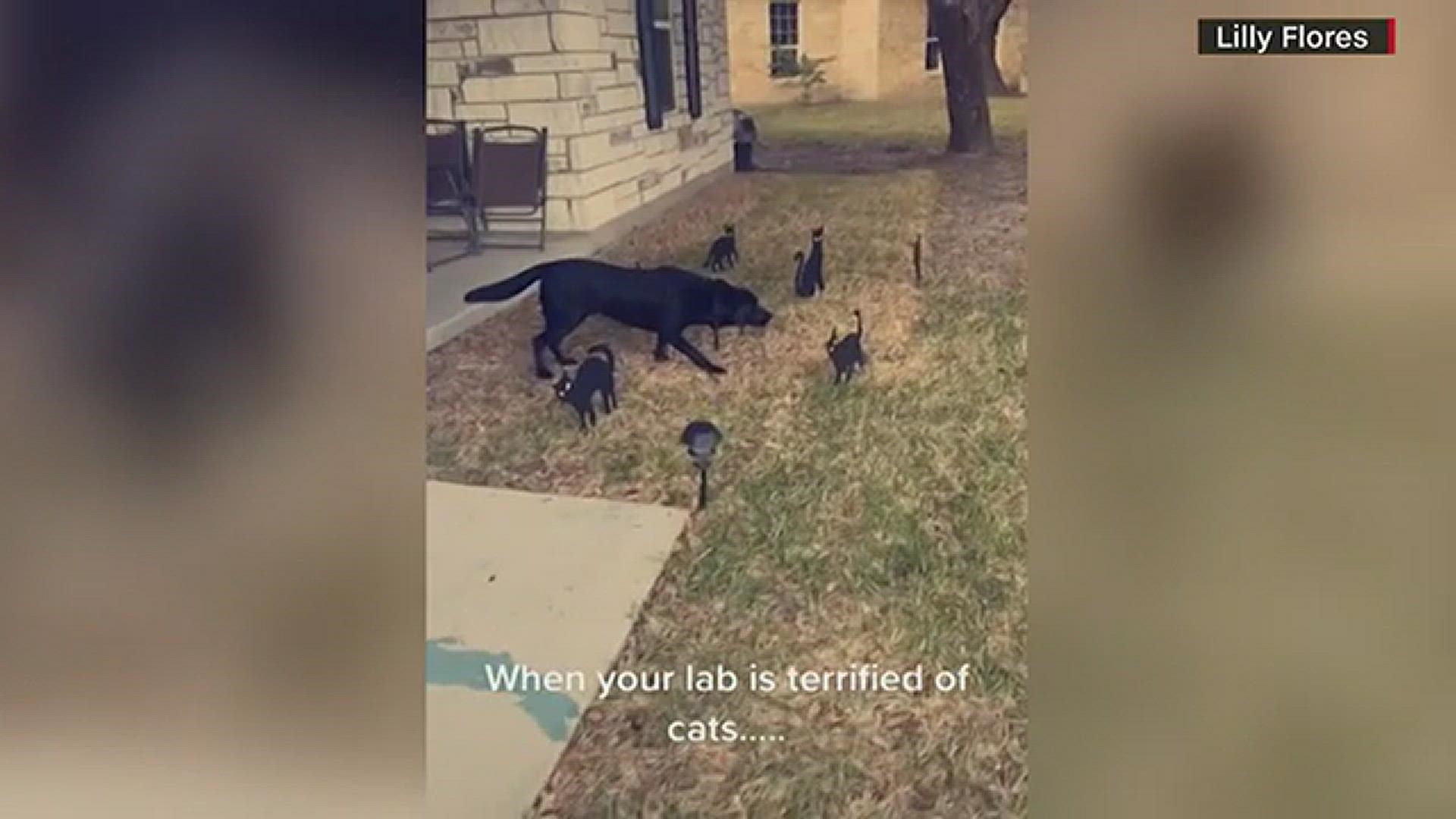 It was the first time Maverick had seen the cats decorating the yard, CNN Newsource reports.