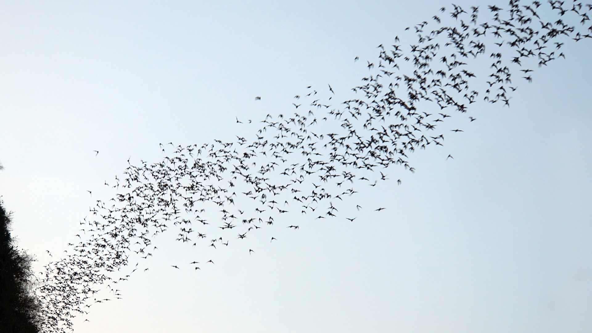 Wildlife experts are trying to help San Antonio's massive and vitally important bat population.