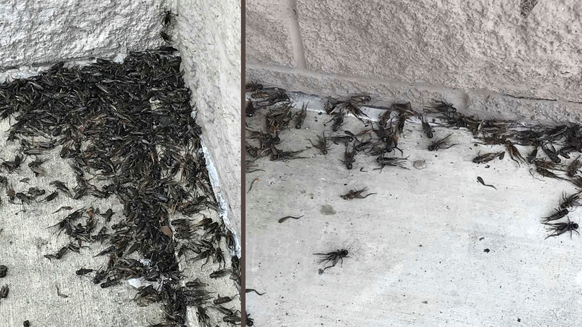 It’s not just you Why it feels like crickets are taking over Texas