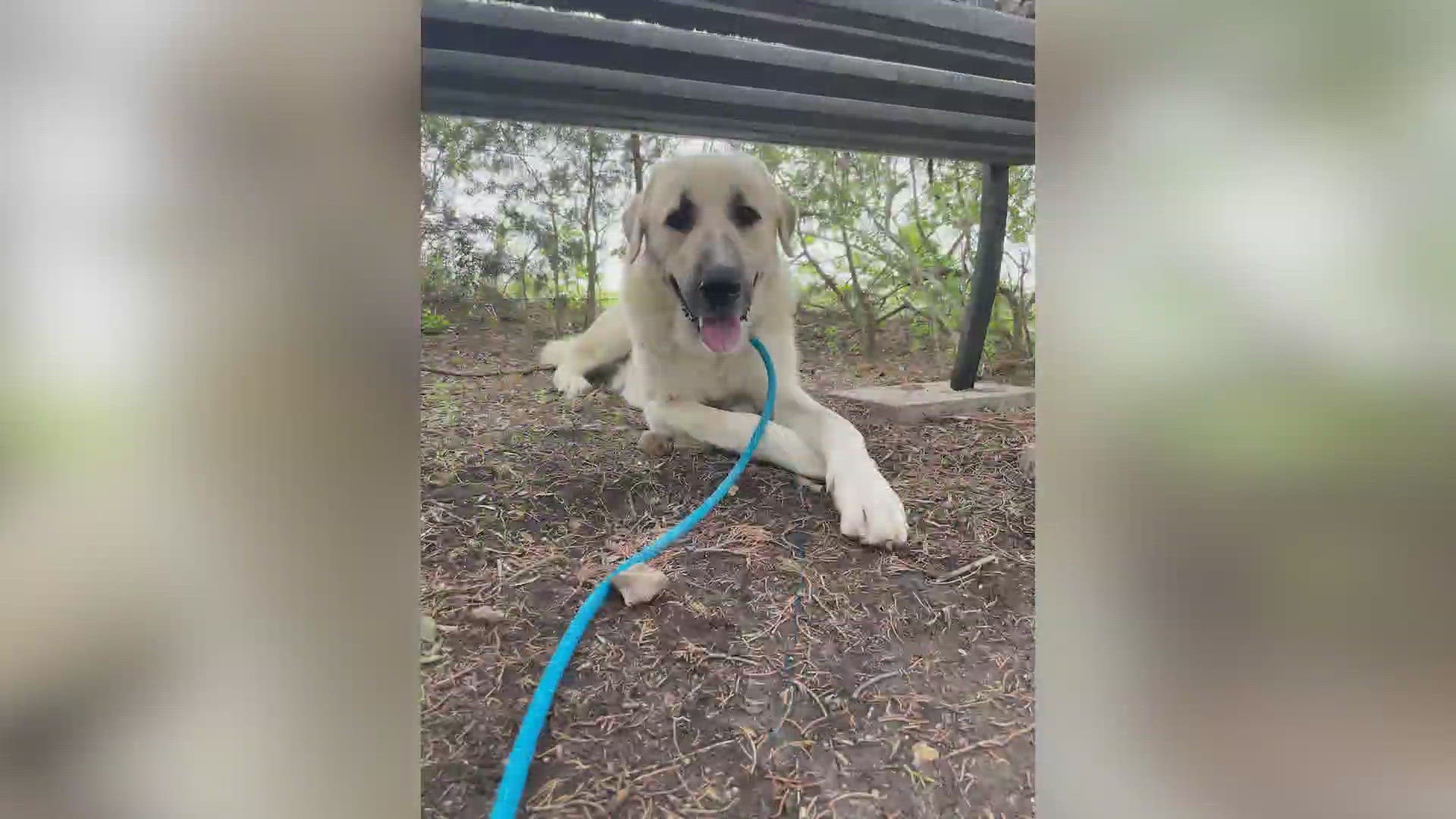 A young Anatolian Shepherd named Luke is waiting for you at a shelter that's not too far, far away.