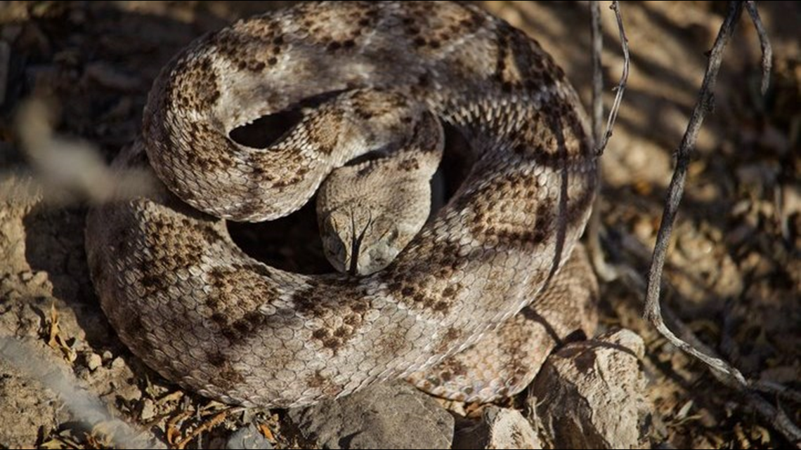 More than 100 snakes found in San Antonio home | kens5.com