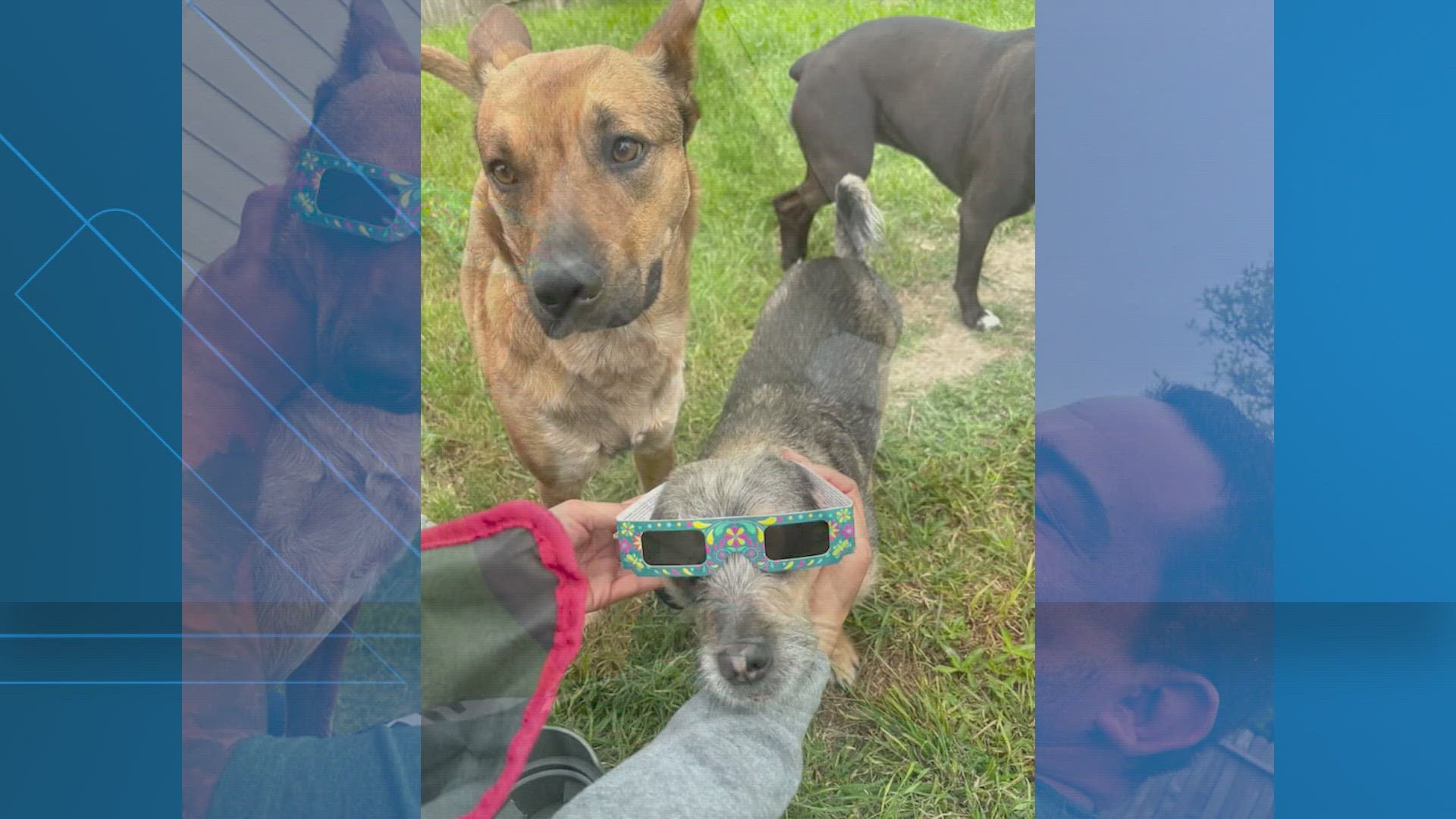 Check out these photos from KENS 5 viewers of man's best friend enjoying the solar eclipse with their owners.
