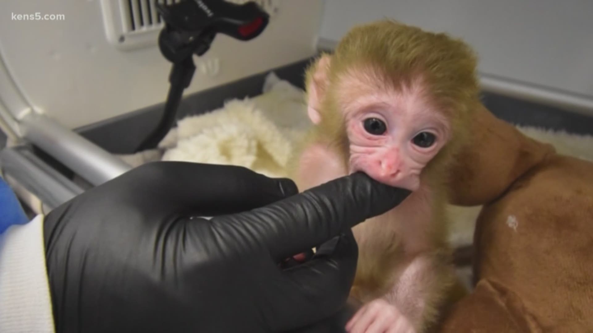 Researchers at Texas Biomed had to build nurseries for newborn macaques they say could help them eradicate infectious diseases such as tuberculosis.
